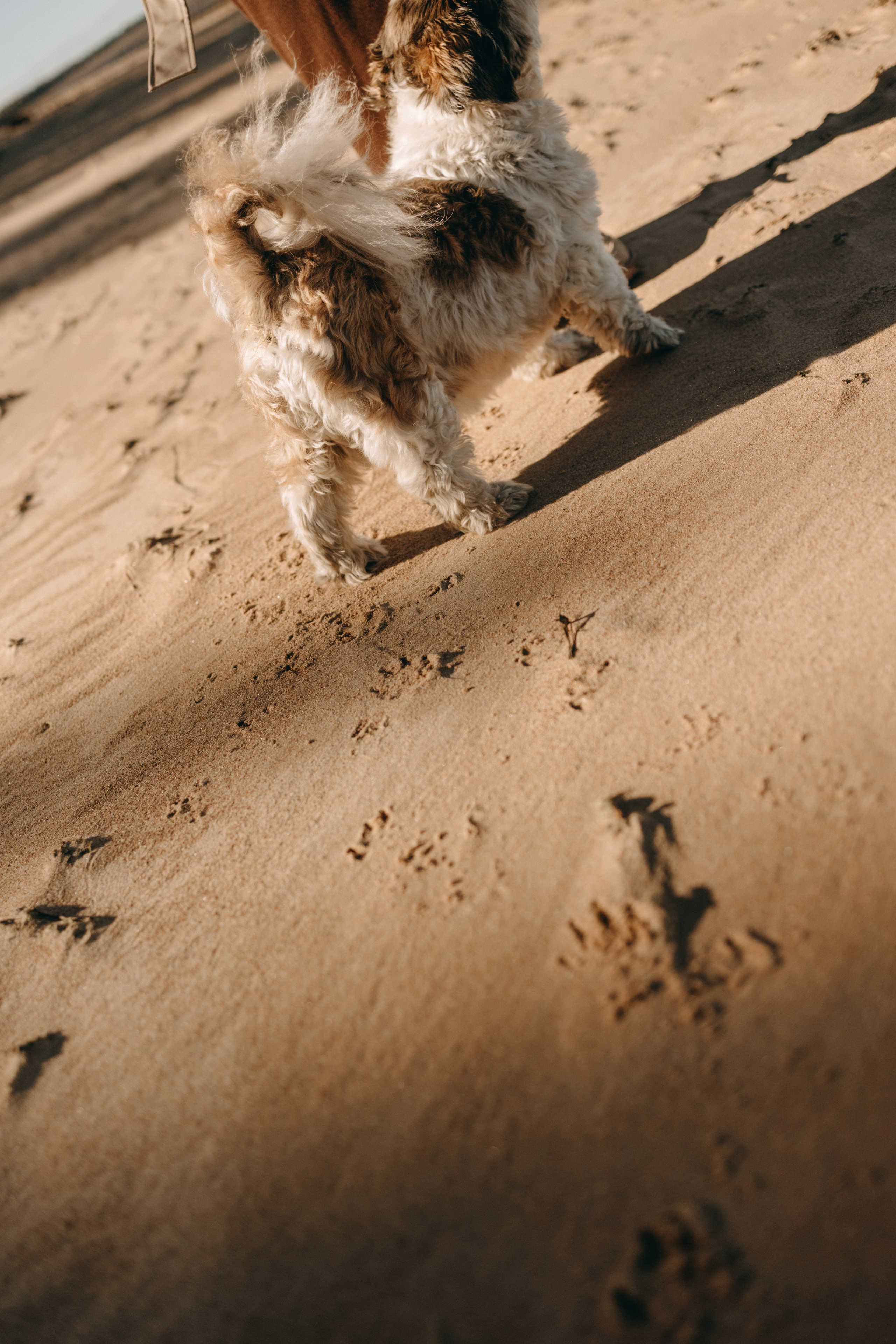 Настя и Франт. Фотограф — Анималист | Санкт-Петербург