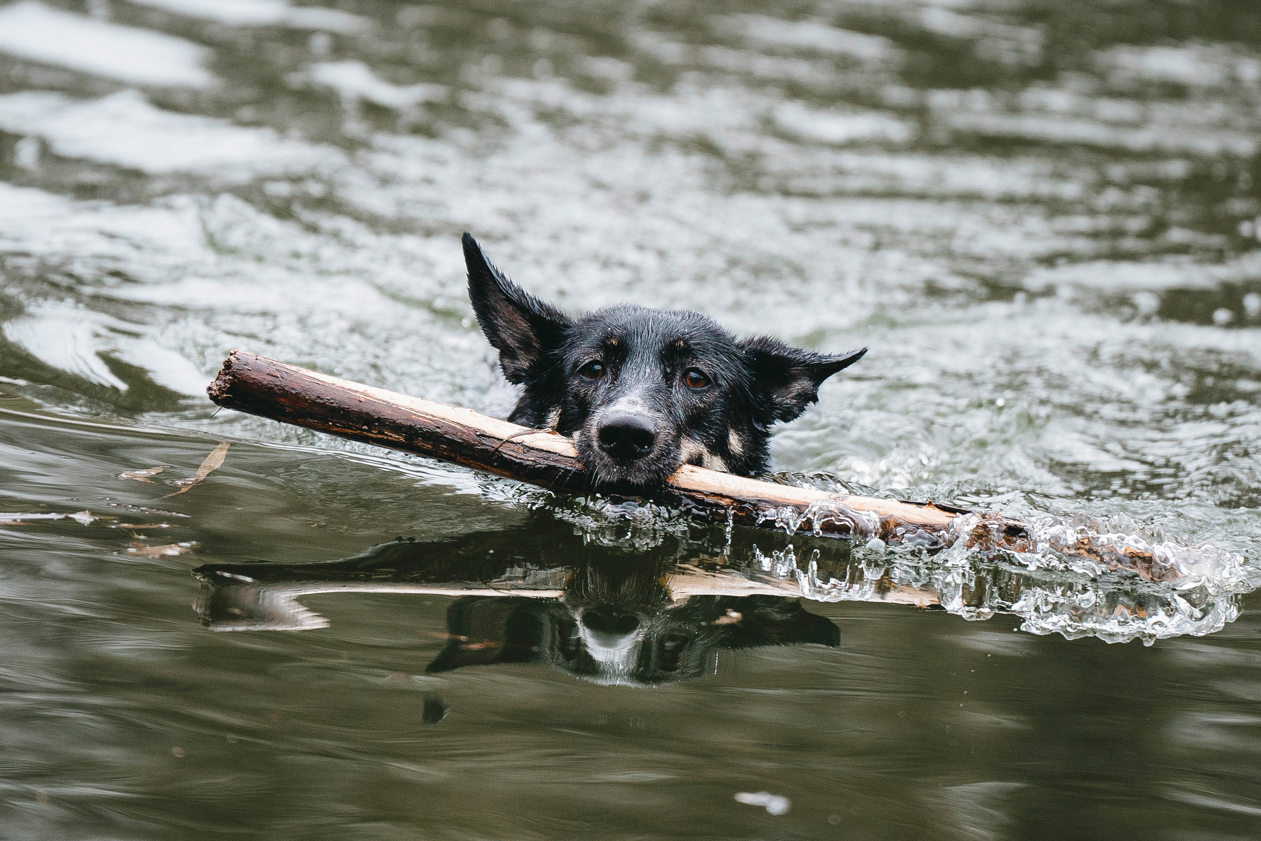 Эля и Шиза. Фотограф анималист в Спб недорого Олеся Майорова