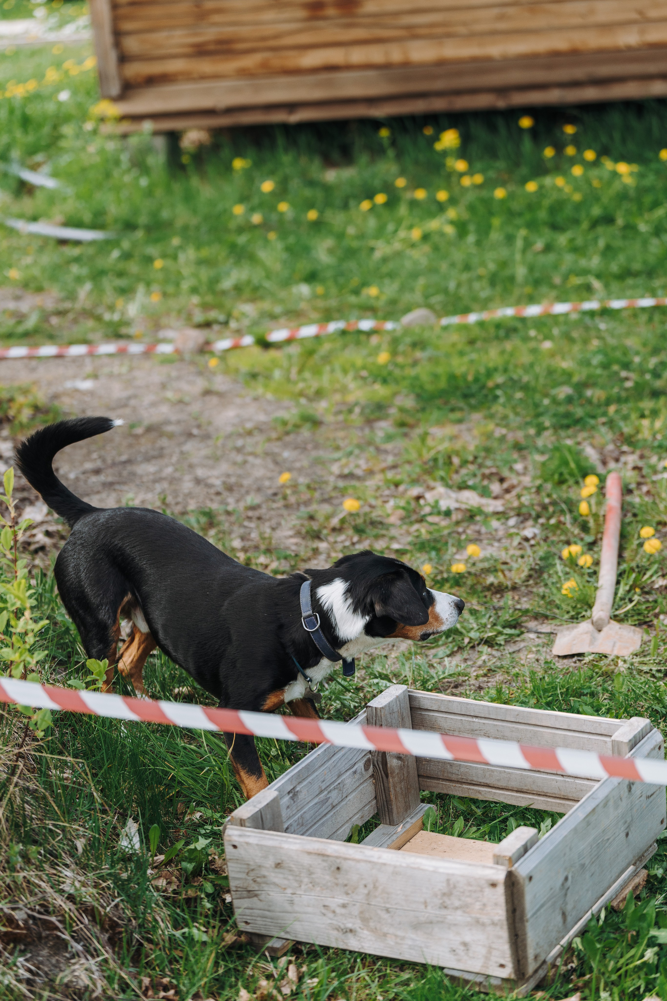 Соревнования по ноузворку в Лосево. Фотограф анималист в Спб недорого Олеся Майорова