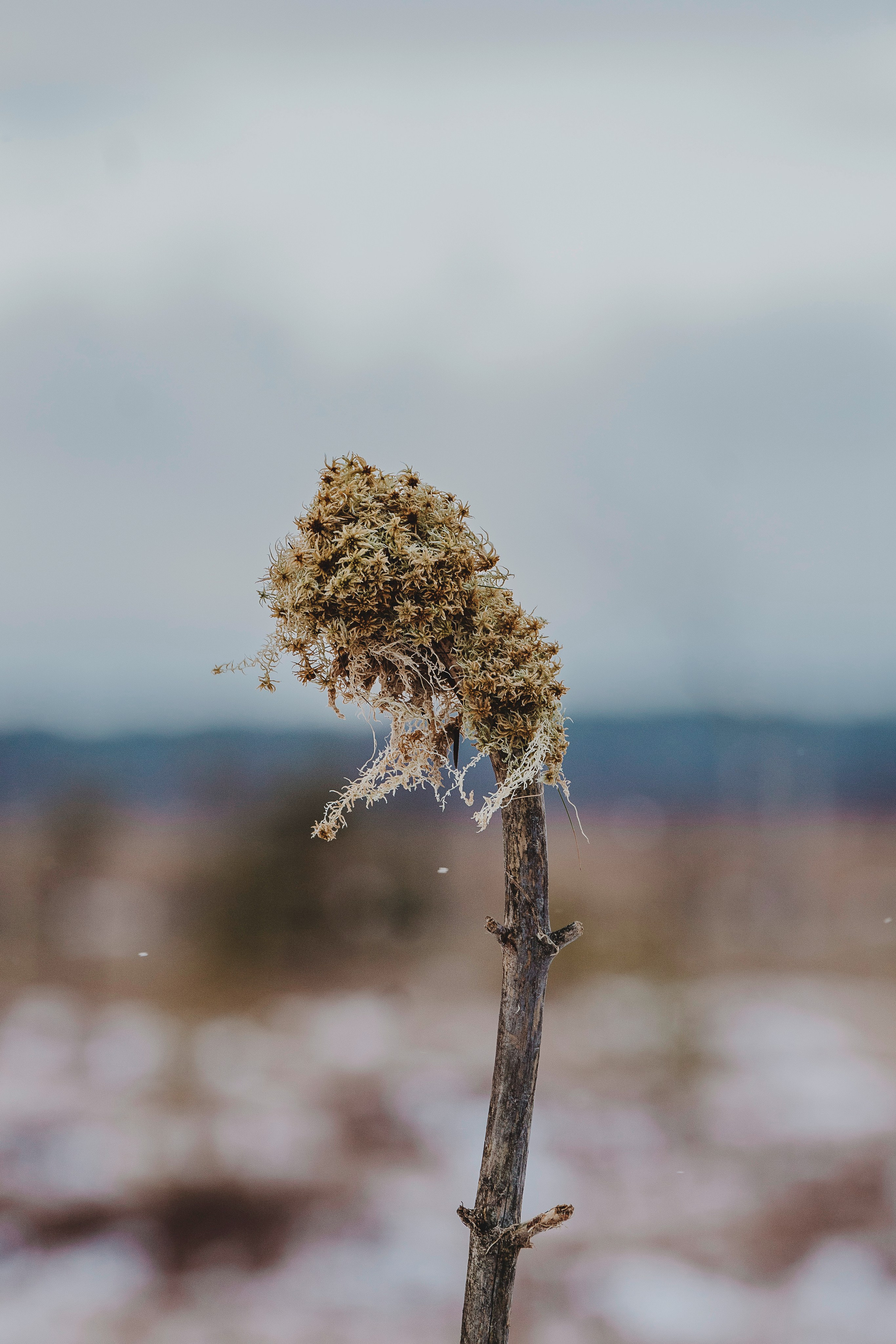 Наталия и Боря. Фотограф анималист в Спб недорого Олеся Майорова