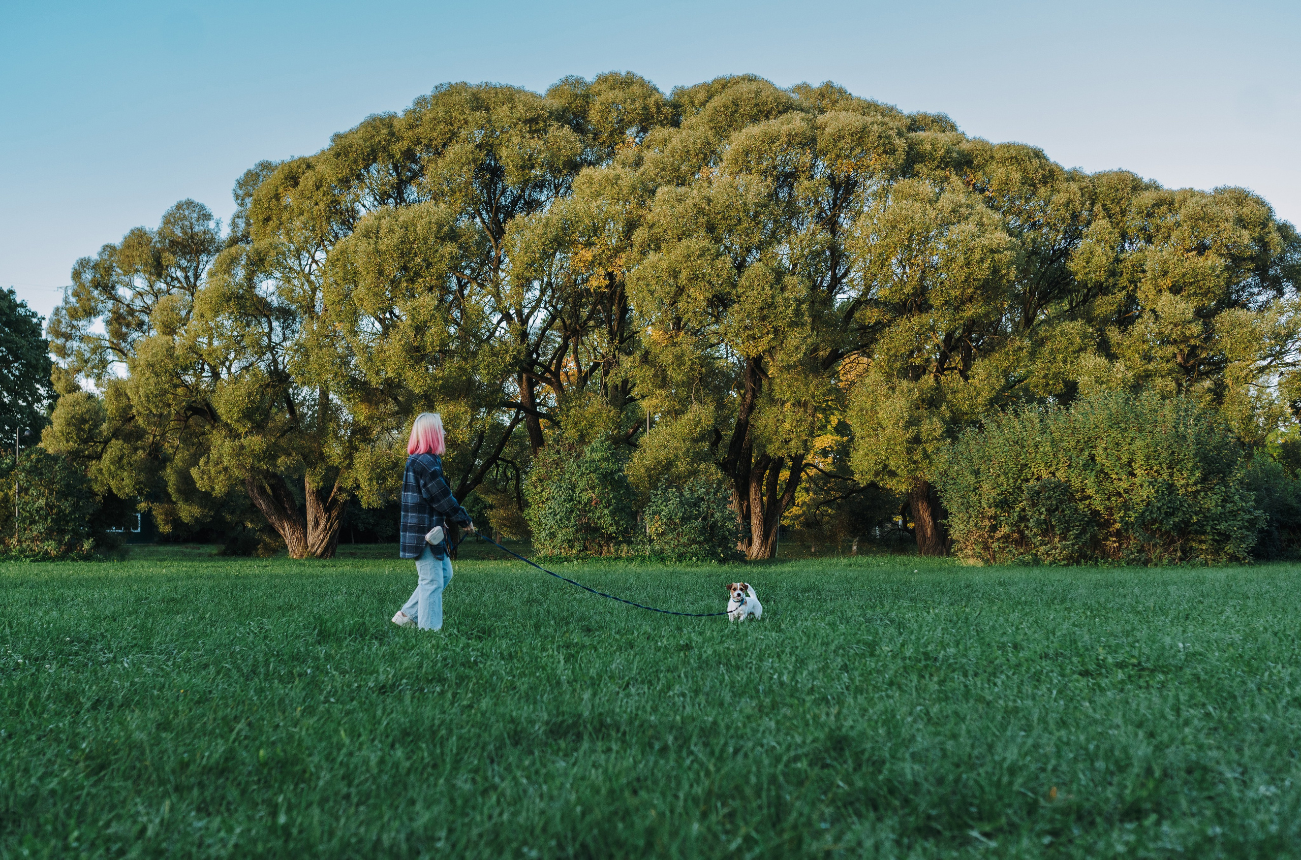 Фотосессия с маленькой собакой Спб. Фотограф анималист в Спб недорого Олеся Майорова