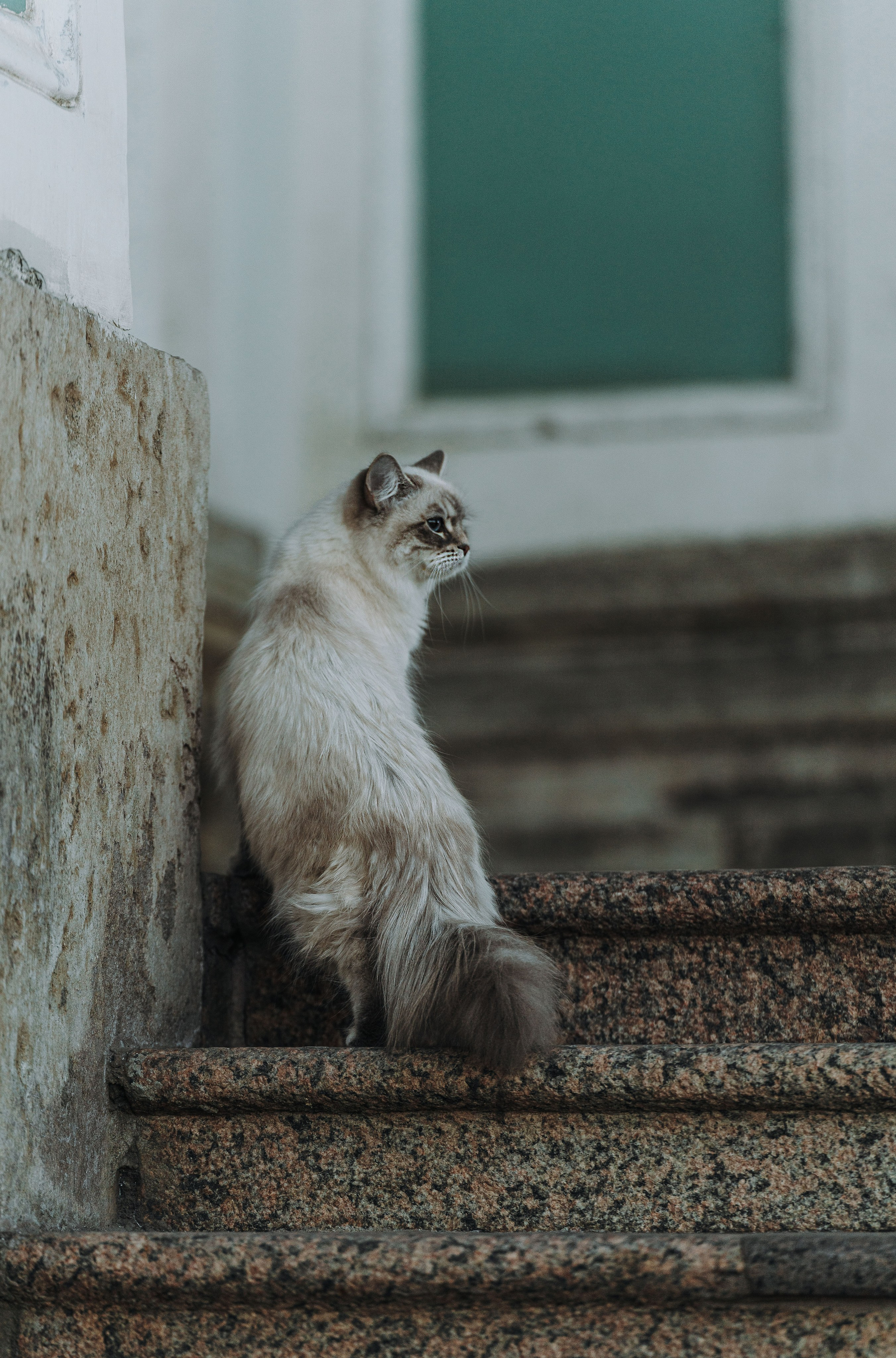Сильвия, Полина и Никита. Фотограф анималист в Спб недорого Олеся Майорова
