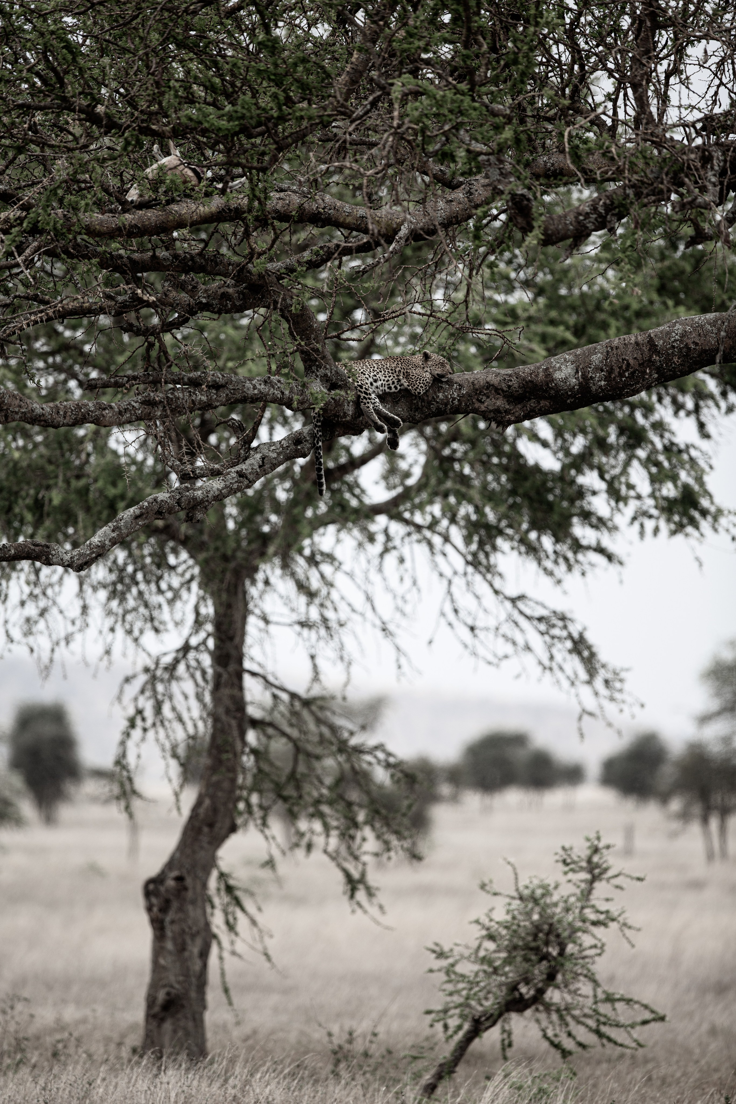 Танзания. Добродеева Алла фотограф, Москва