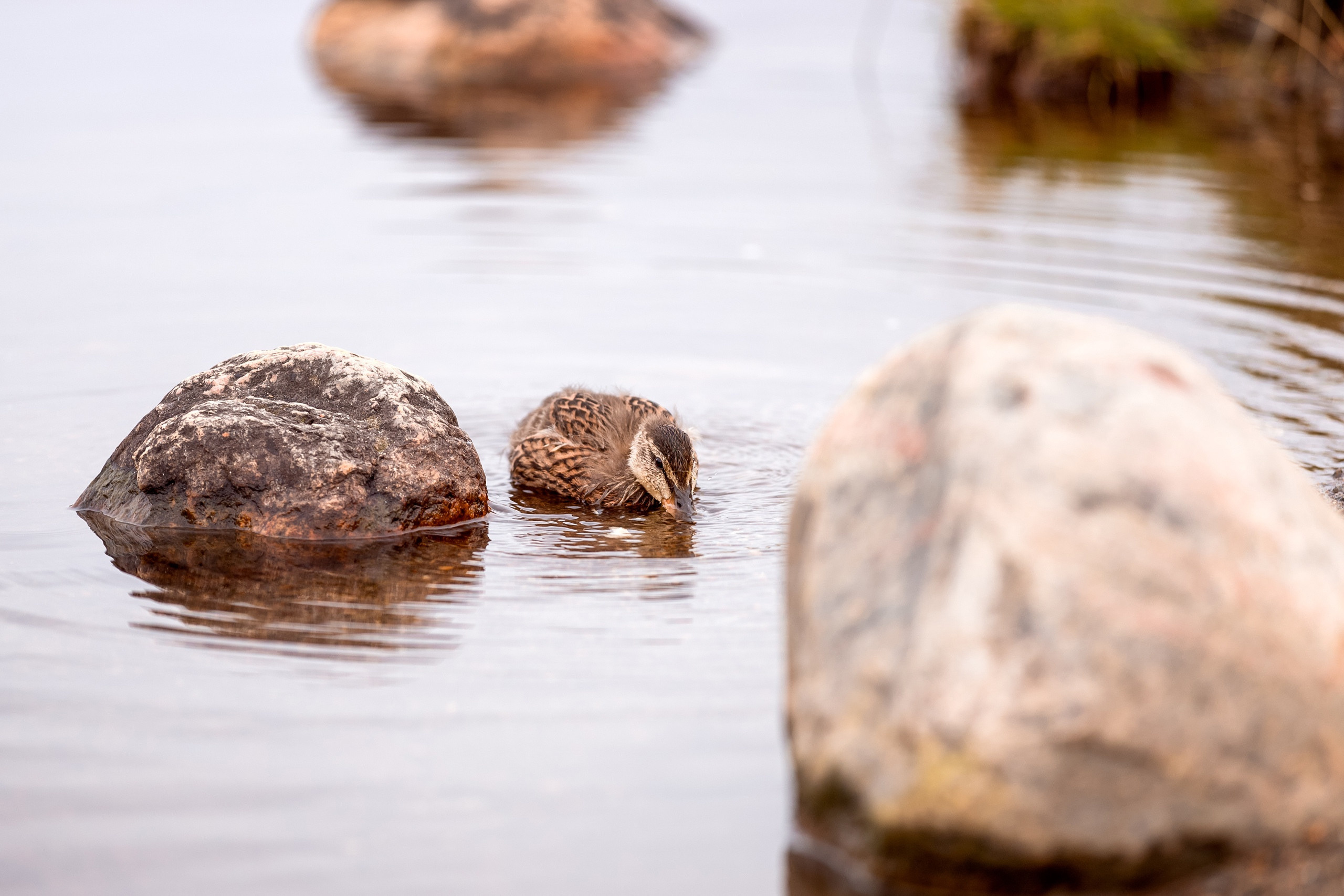 Миша Юля и Лев. Семейный и детский фотограф в Мурманске Карина Березина