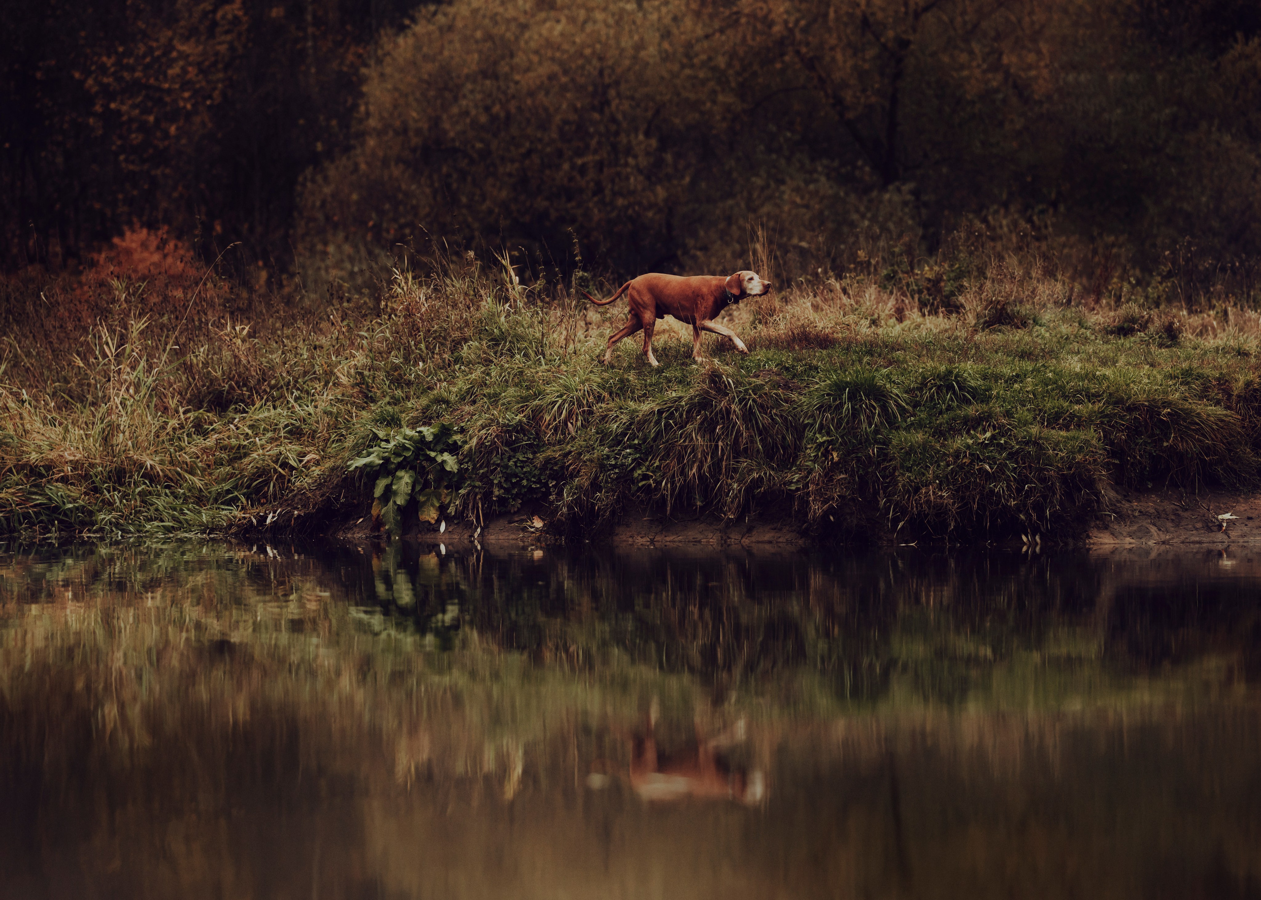 Фотограф- анималист Александра Матвеева
