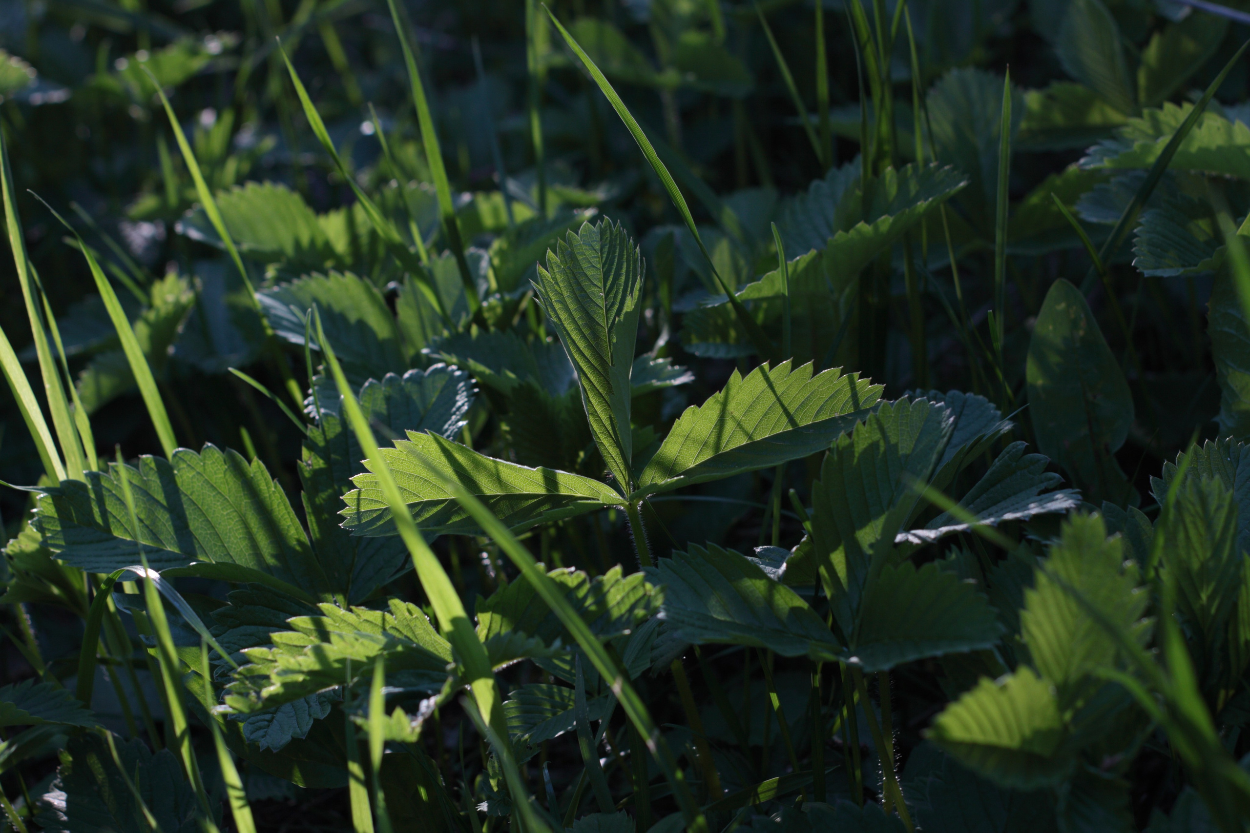 Старое природное, отбирала Katamount (Катерина Горохова). Главная