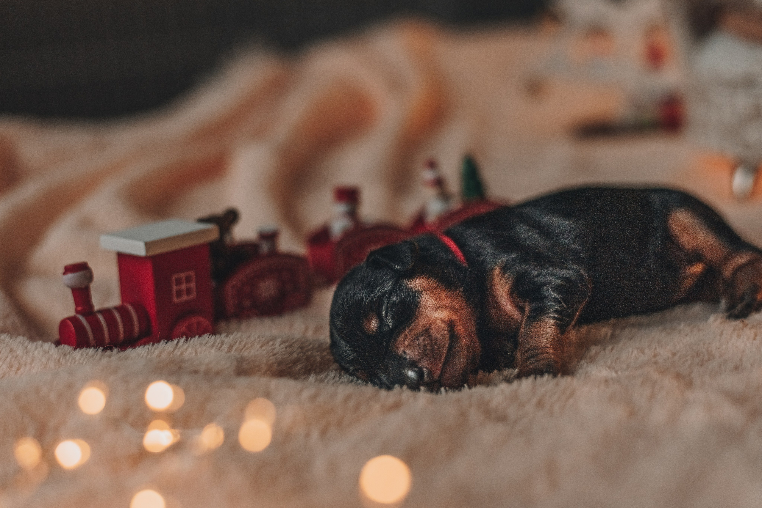 Pinschers. Natalia Finch Photography — Family, Kids & Pet Photographer in Chicago, IL