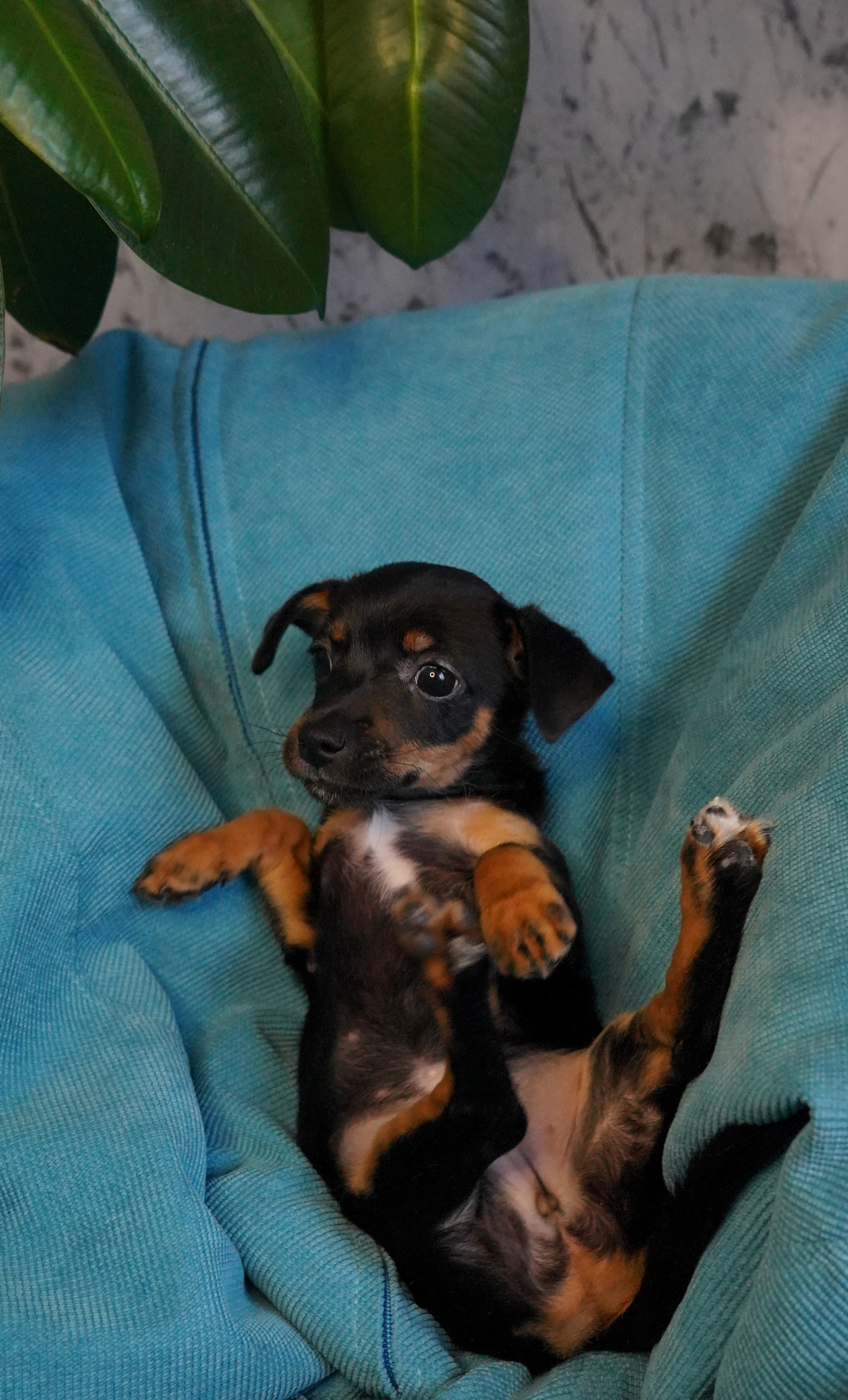 Фотосессии Пушистиков. Фотограф в Санкт-Петербурге Виктория Барышникова