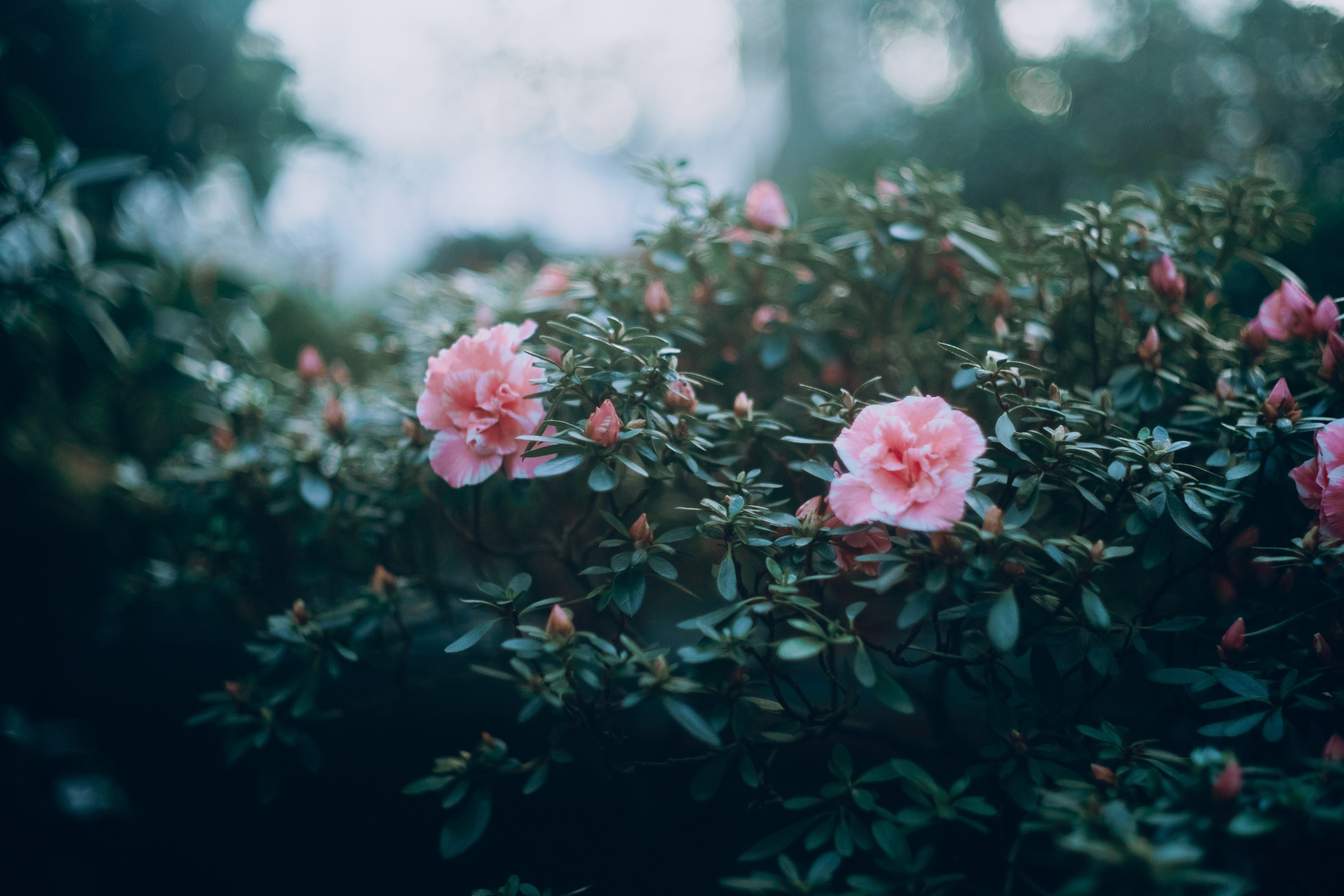 Botanical. Портретный и свадебный фотограф в Москве и Санкт-Петербурге. Учитель фотографии онлайн и оффлайн