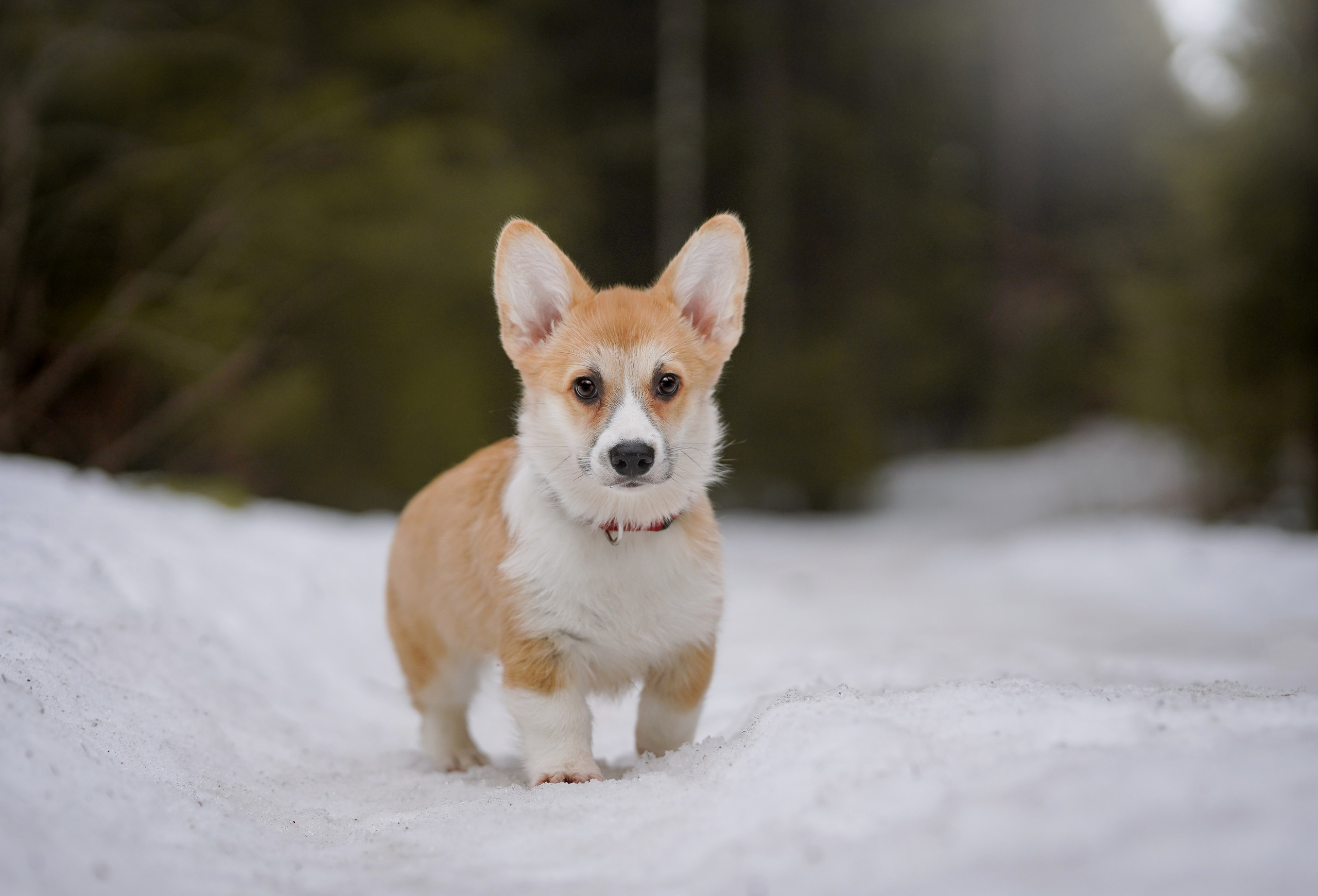 Щенки корги. Фотограф-анималист в Санкт-Петербурге Яна Мартынова