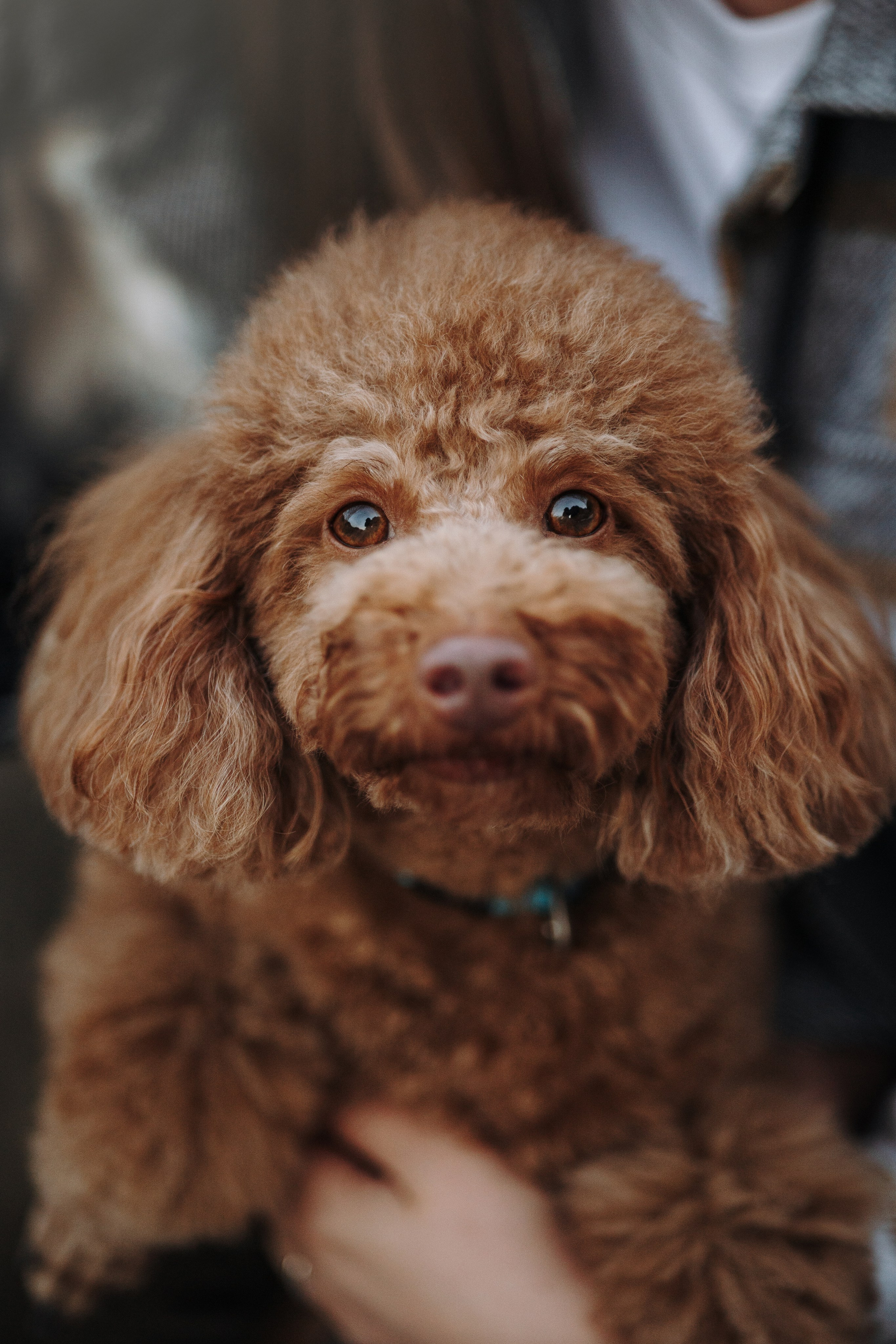 Барни и его семья. Фотограф — Анималист | Санкт-Петербург