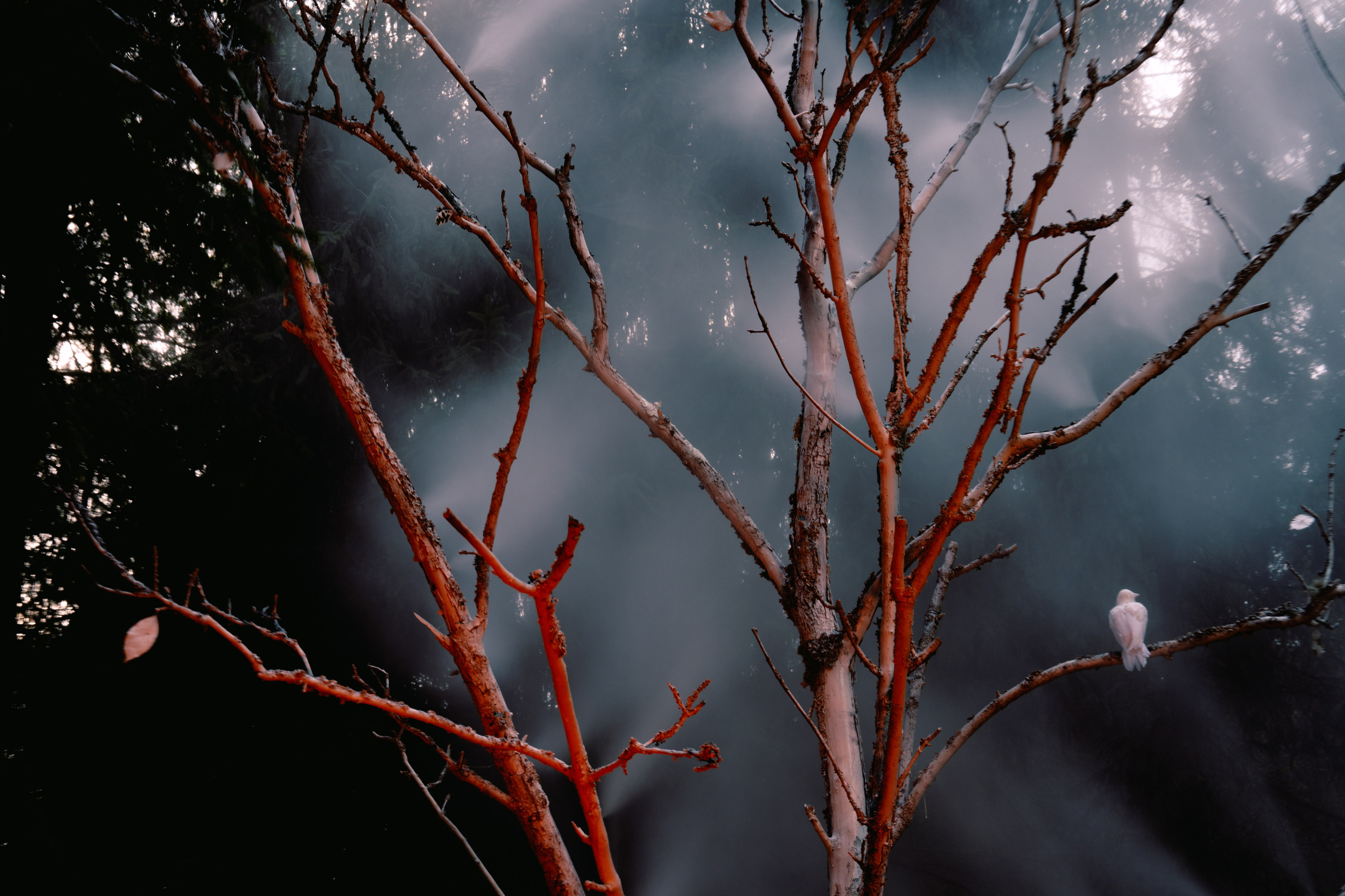 Outline 2024. @tomrus: Рустам Шагиморданов — фотограф