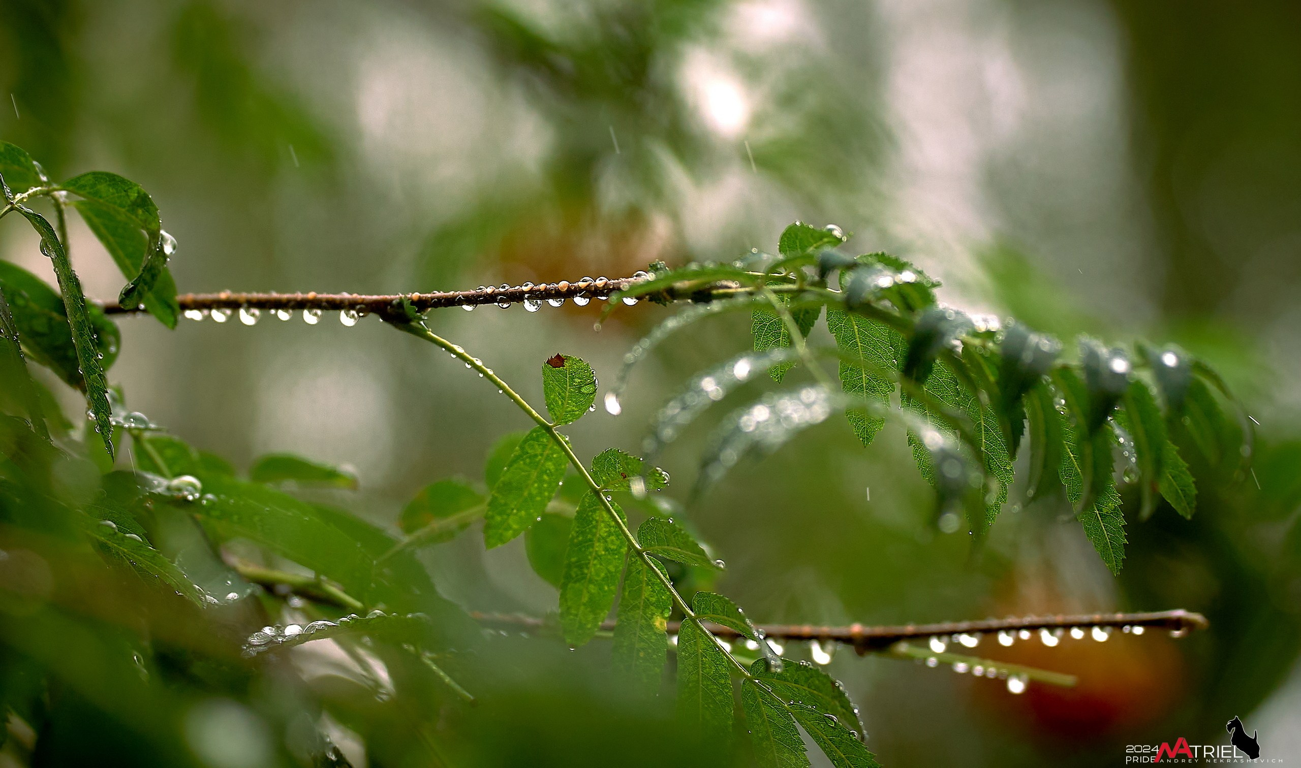 Съемка природы после дождя