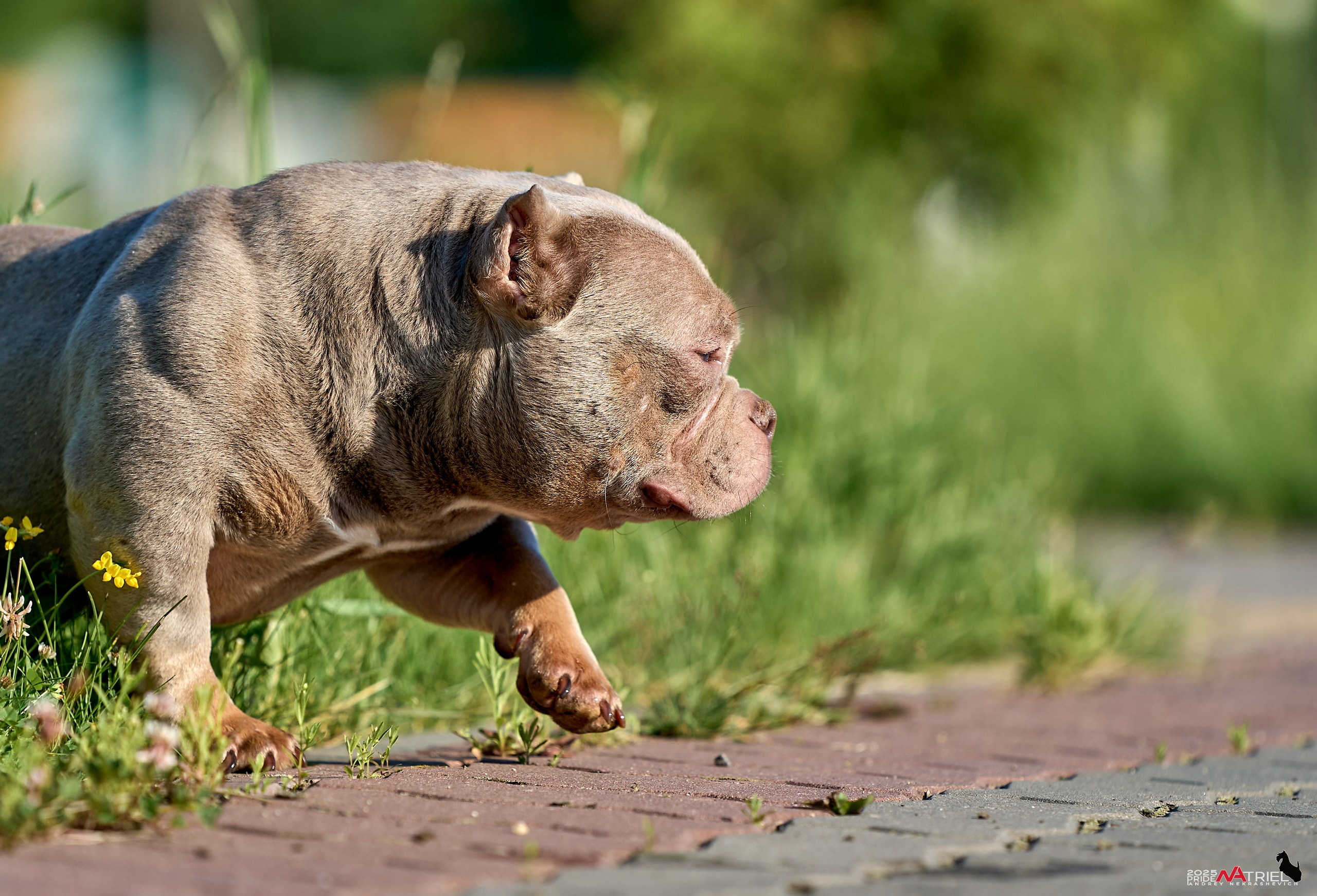 Съемка собак породы булли на природе