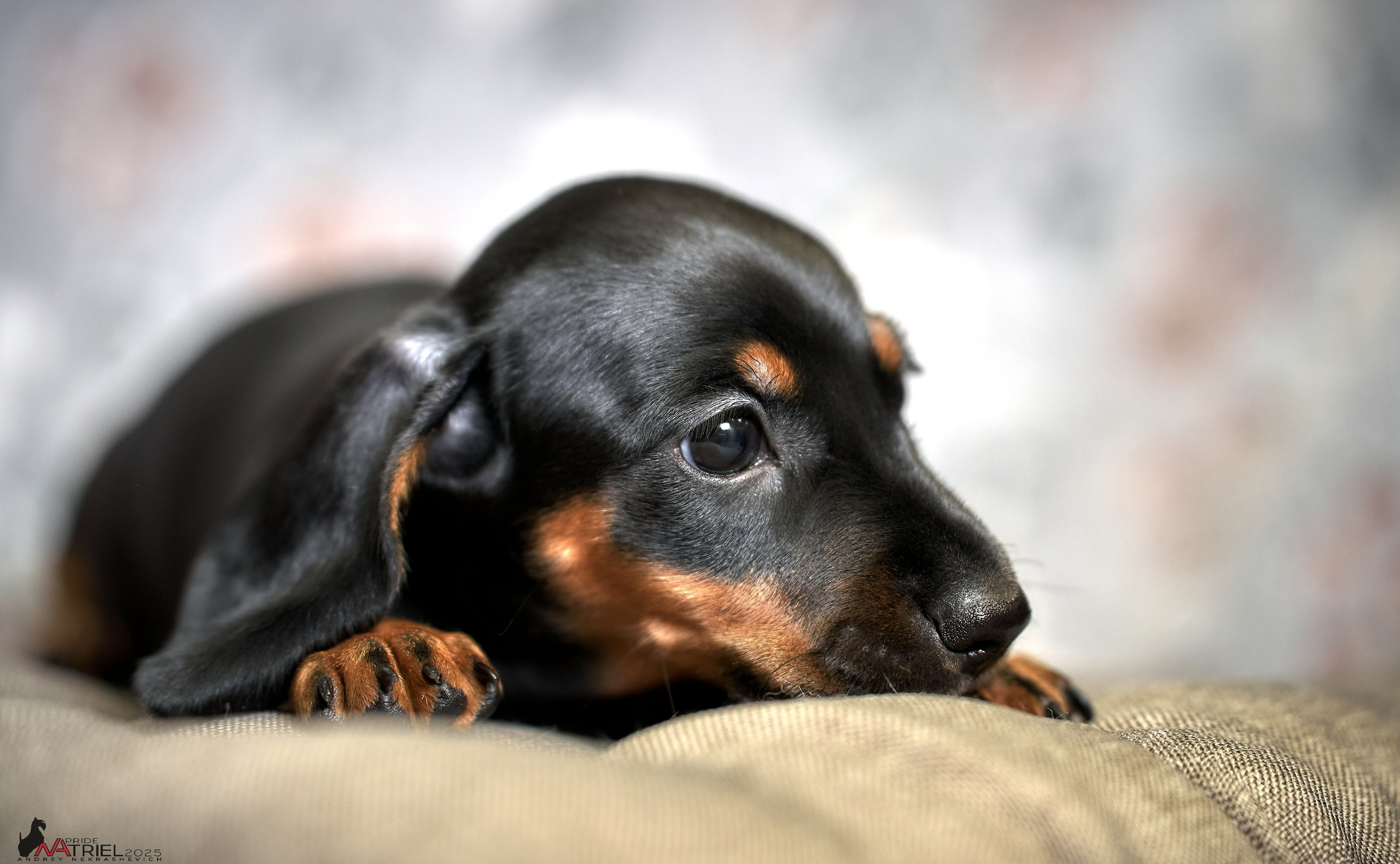 Съемка щенков таксы с мобильным светом