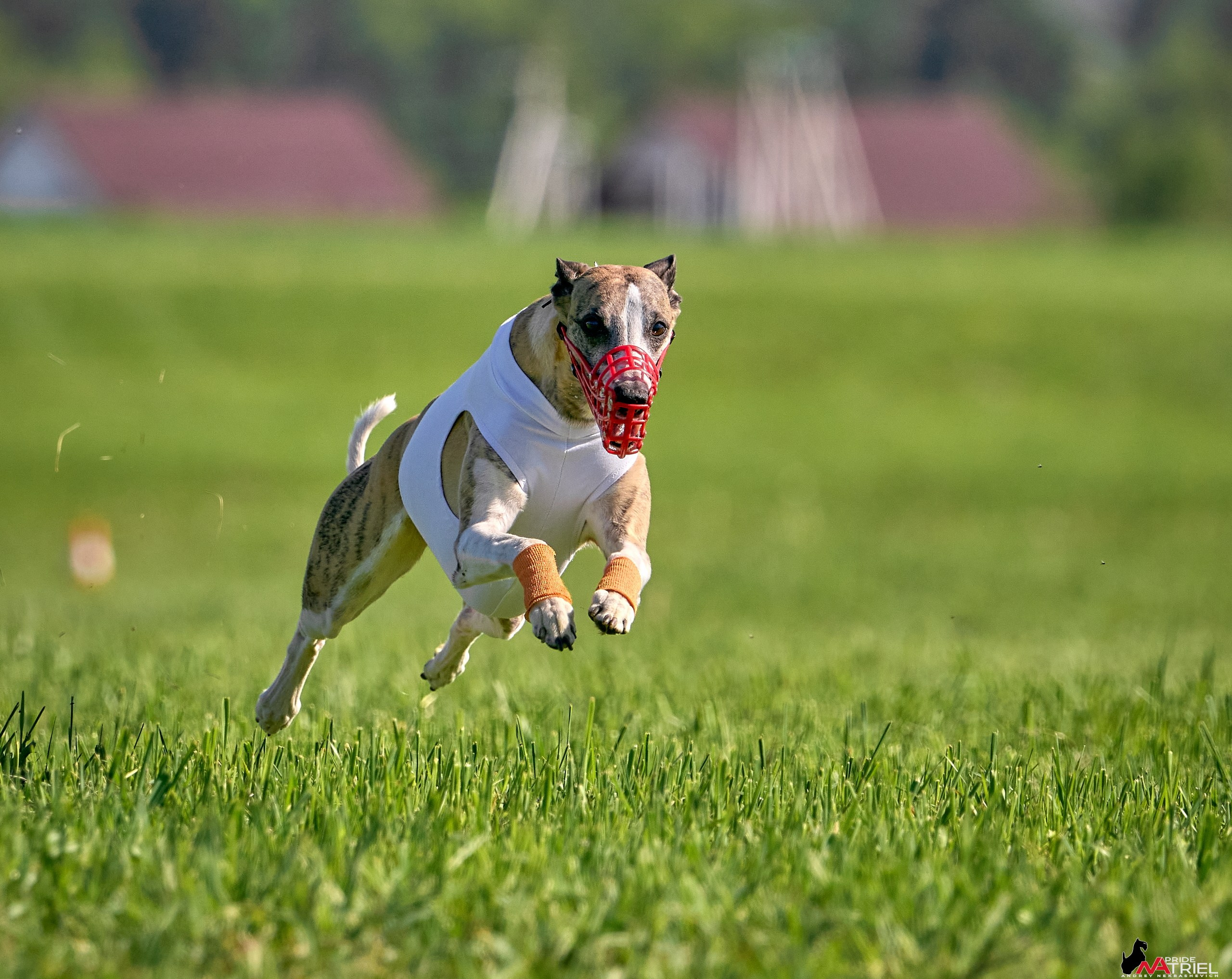 Съемка курсинг — галерея NATRIEL