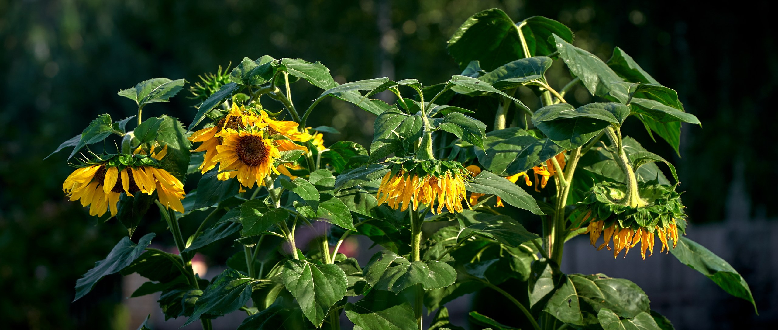 Лютики-цветочки — галерея NATRIEL
