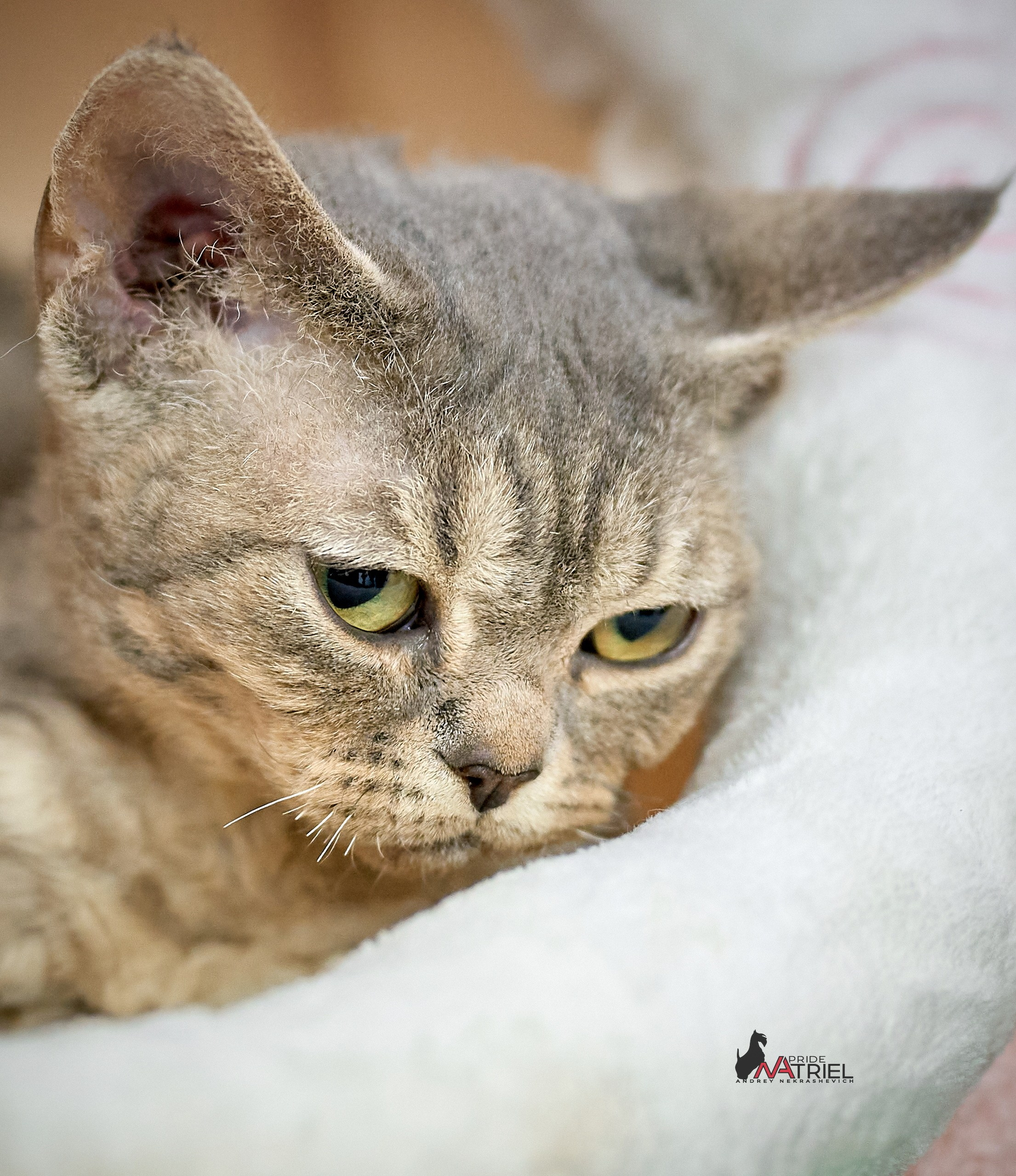 Кошки на выставках — галерея NATRIEL