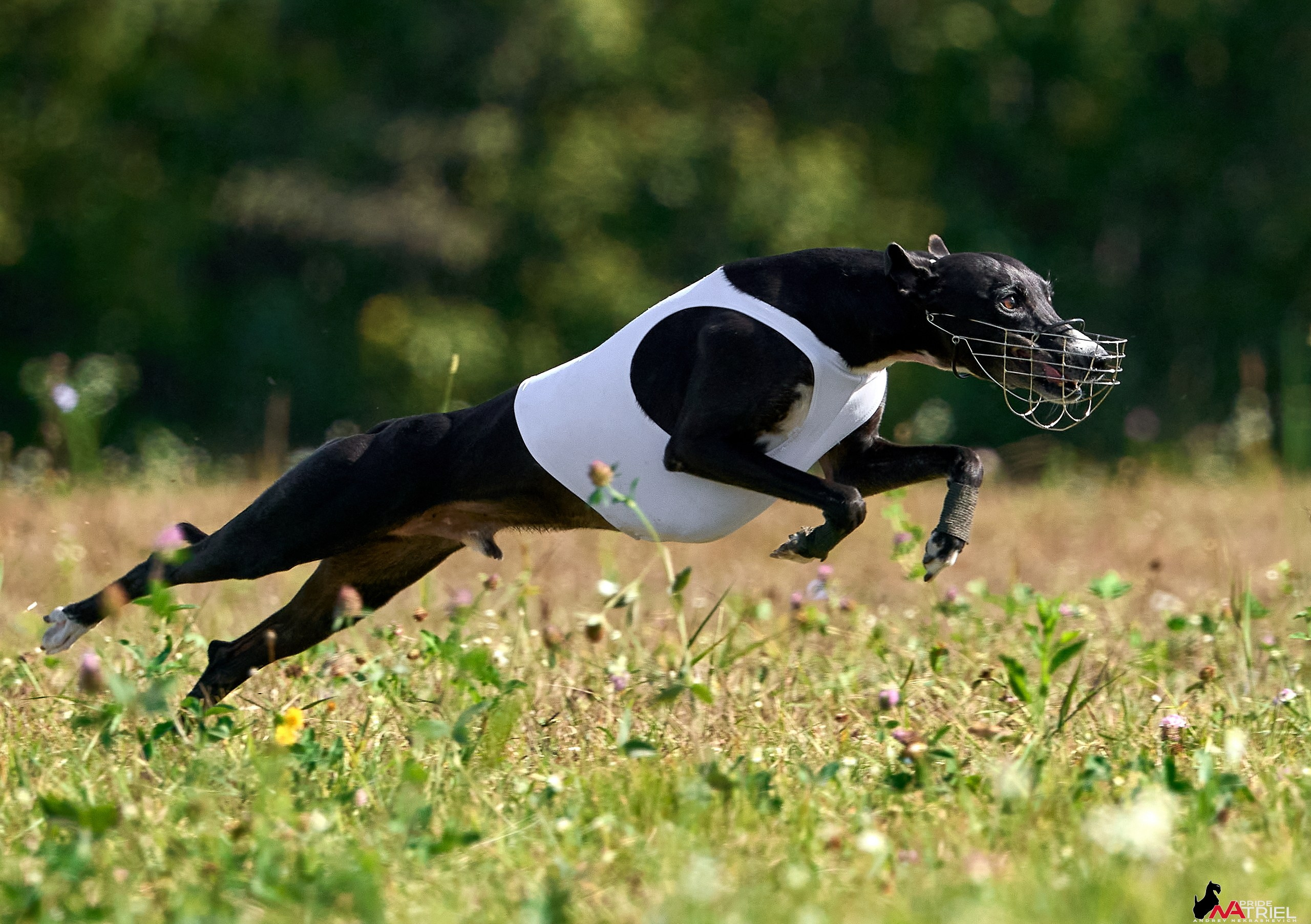 Съемка курсинг — галерея NATRIEL