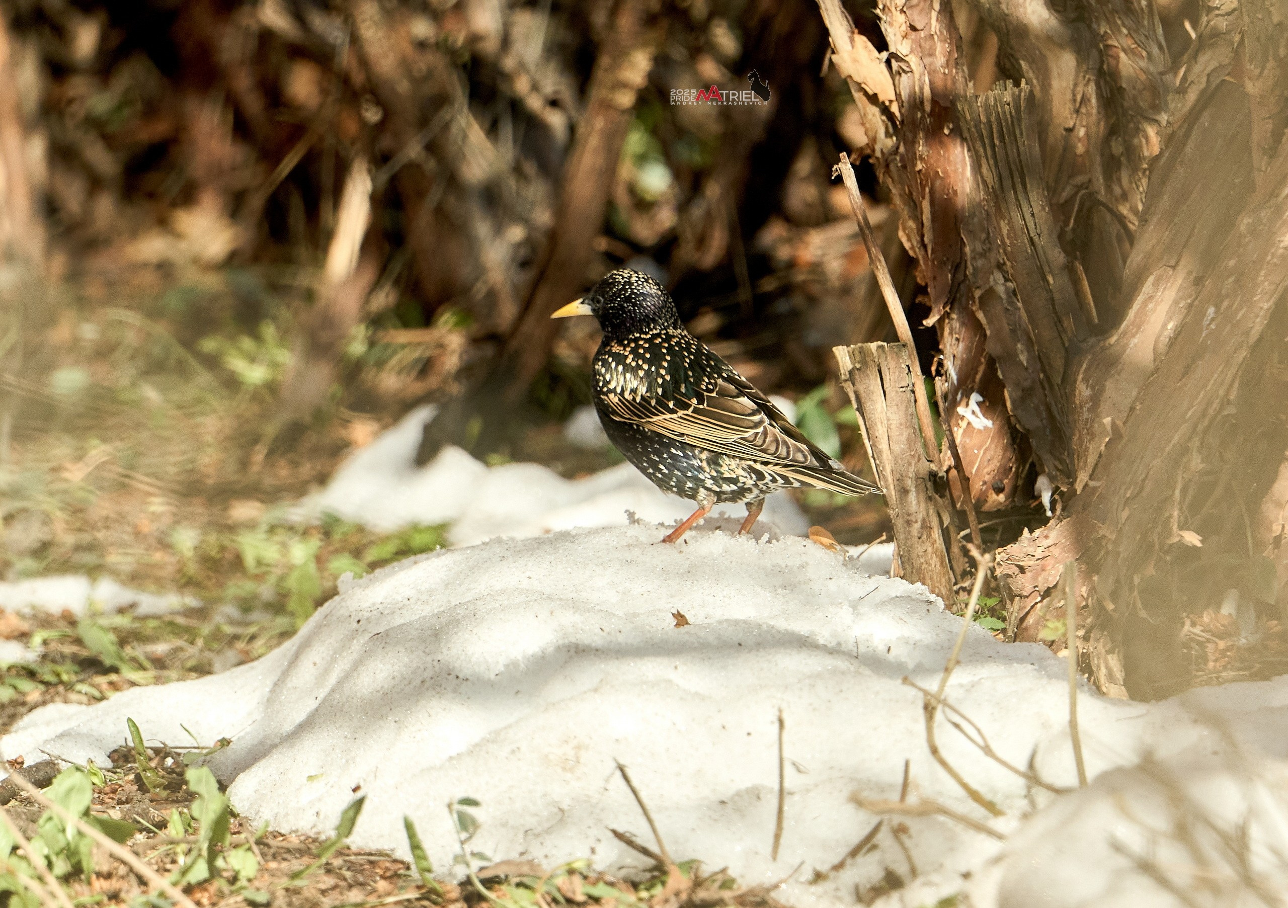 Природа в апреле