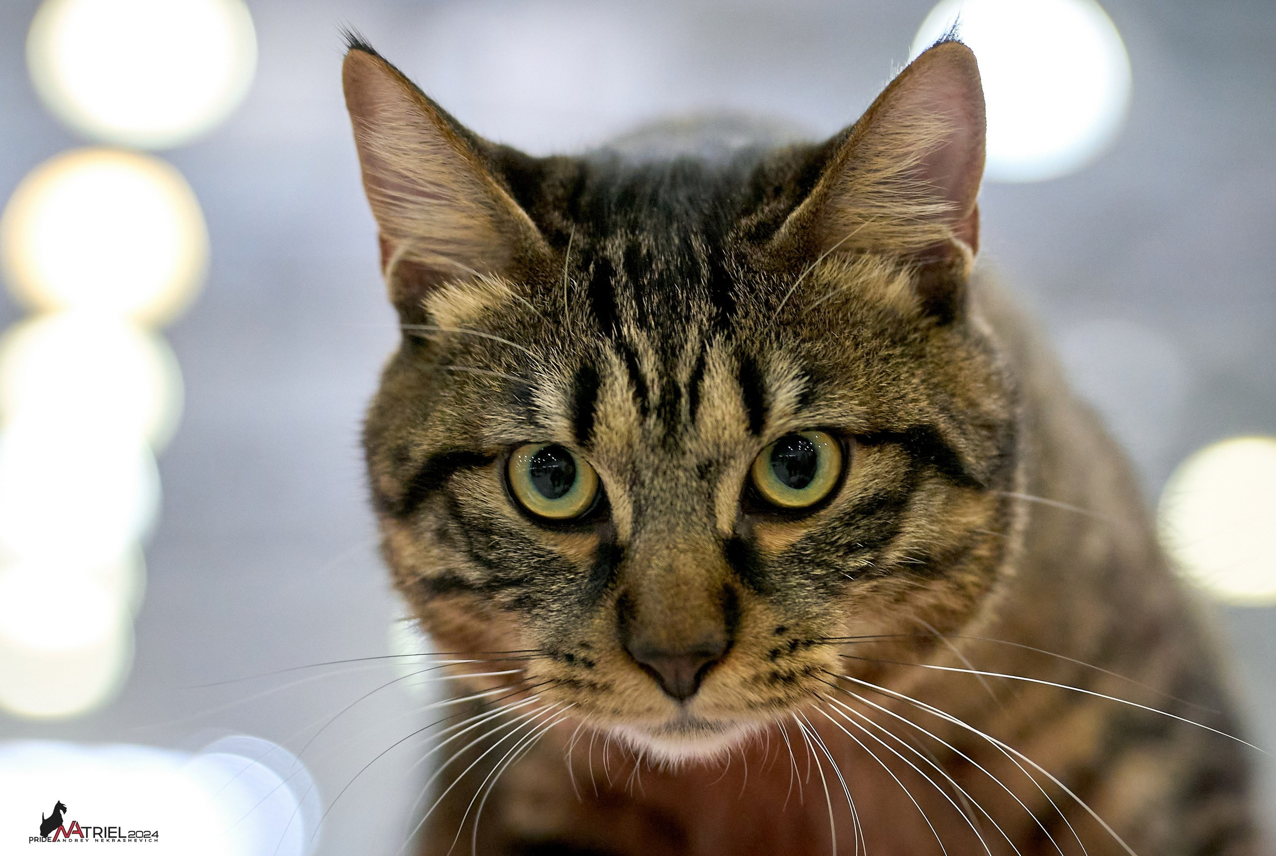 Кошки на выставках — галерея NATRIEL