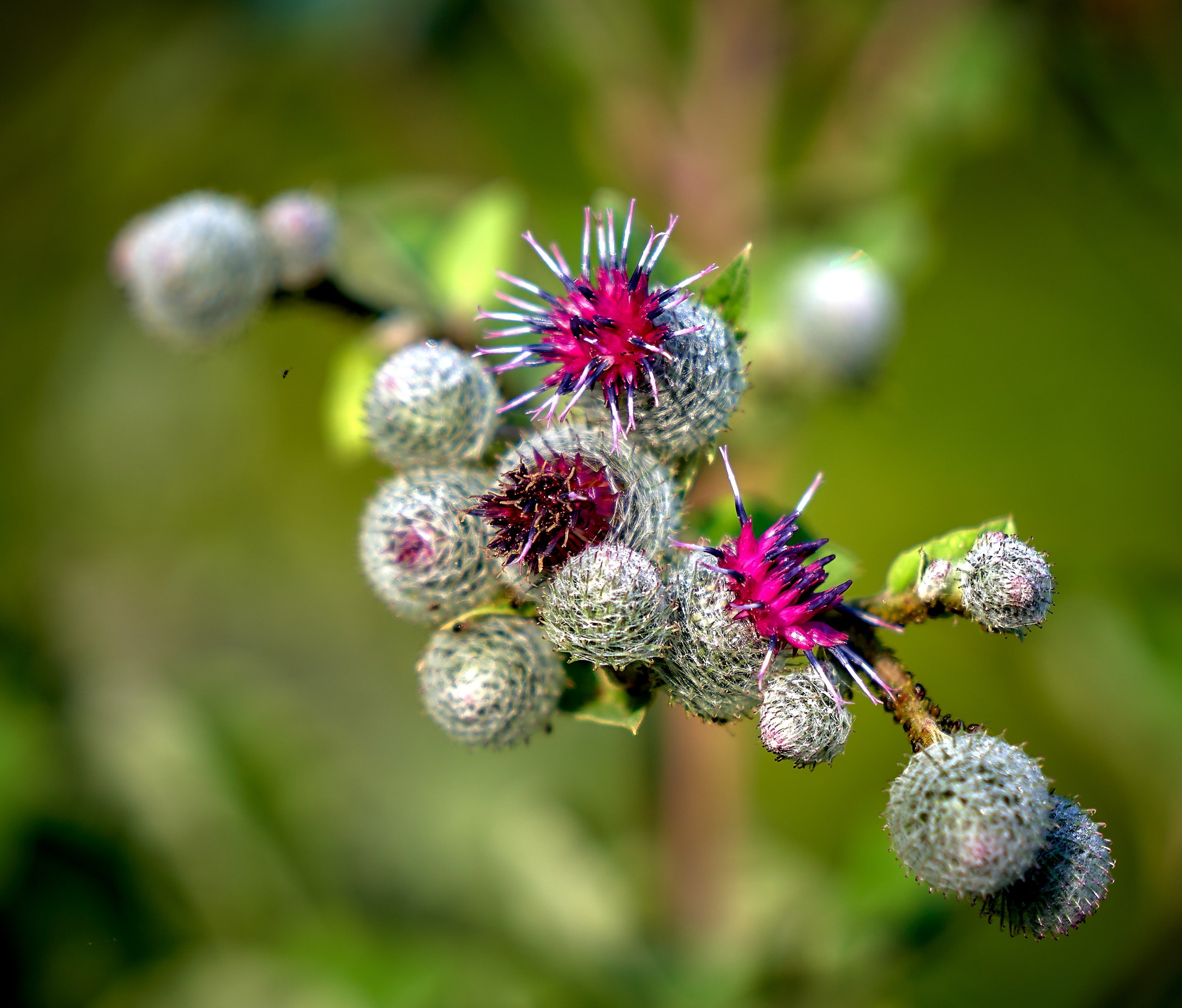 Лютики-цветочки — галерея NATRIEL