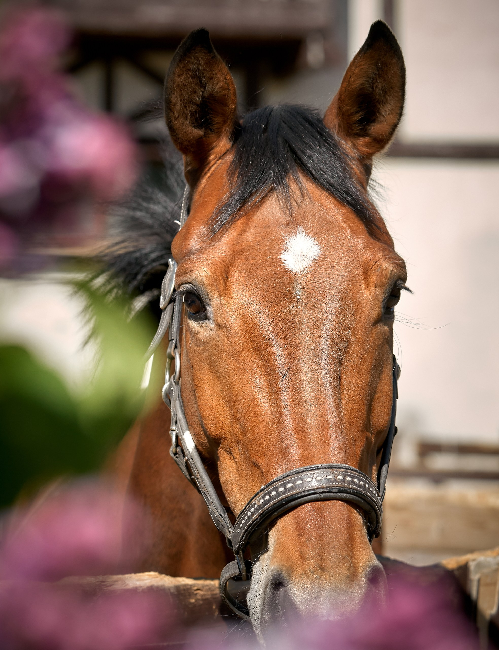 Снимки лошадей — галерея NATRIEL