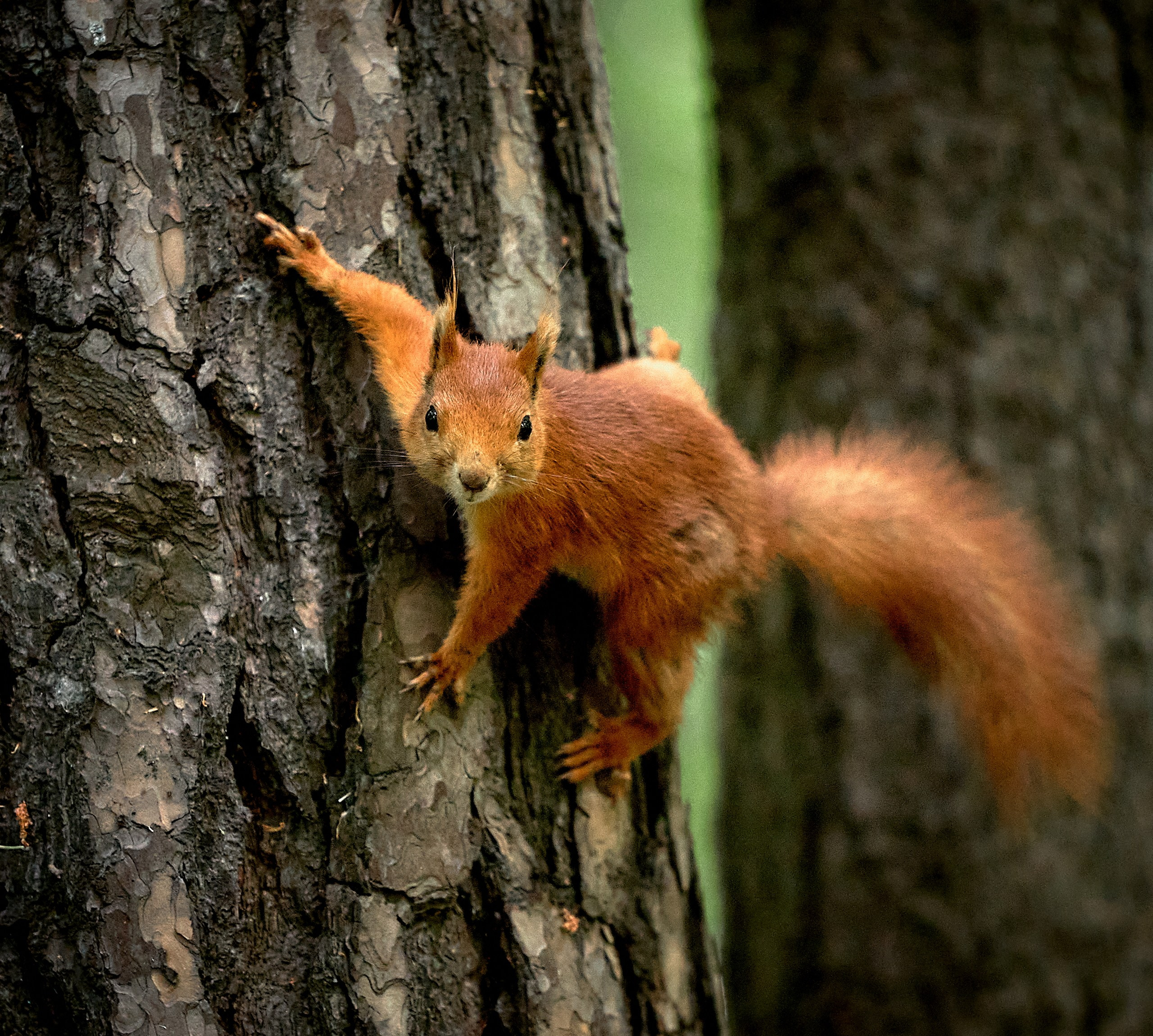 Животные — галерея NATRIEL