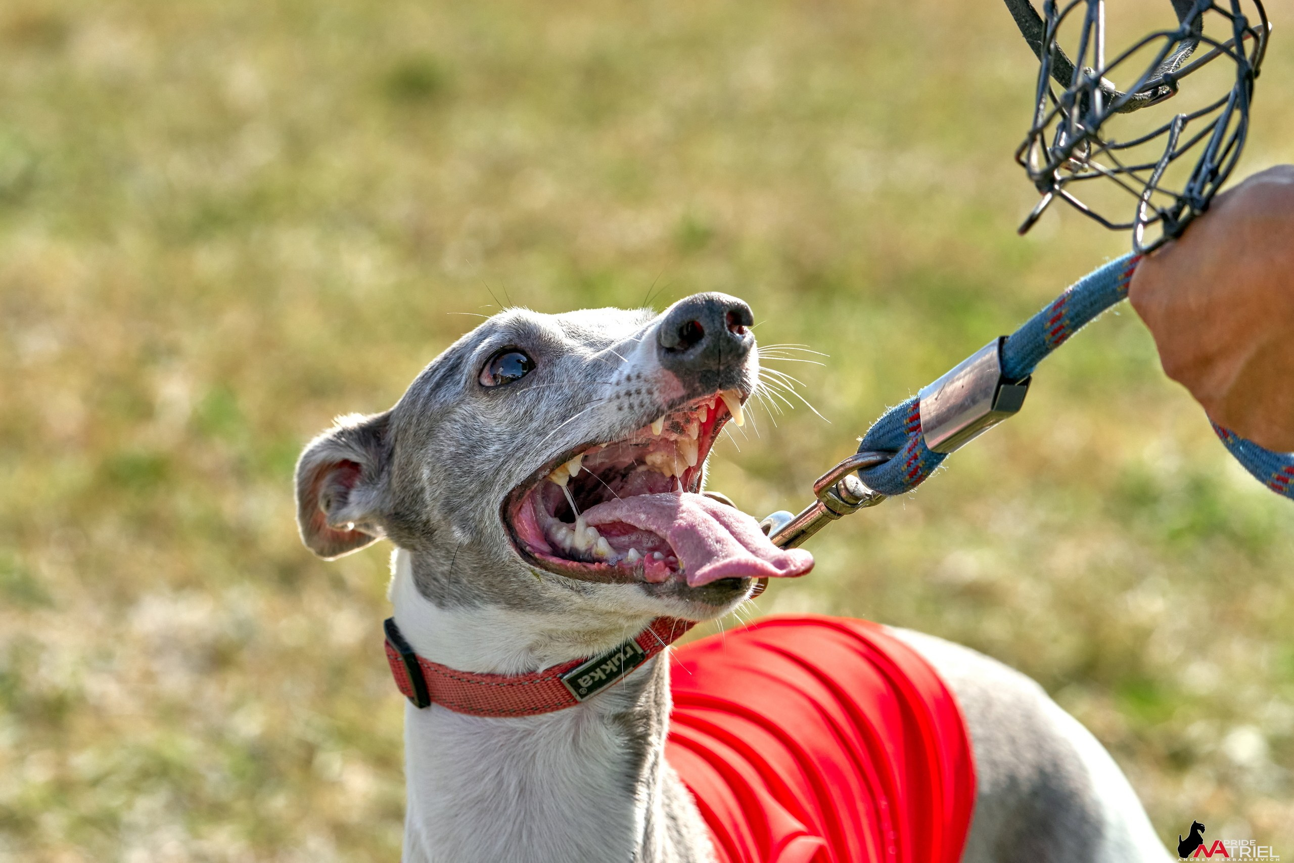 Съемка курсинг — галерея NATRIEL