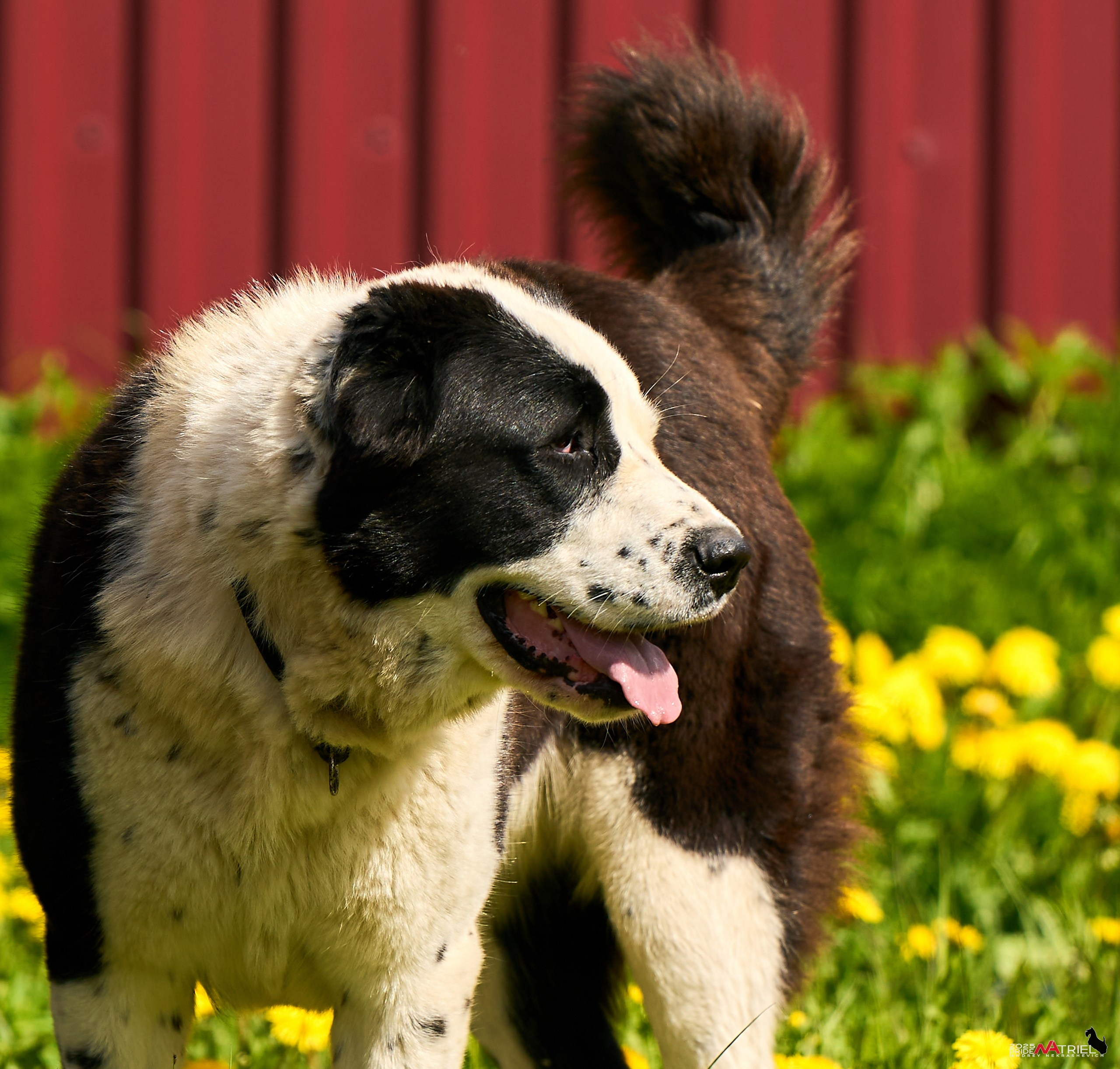 Съемка в питомнике