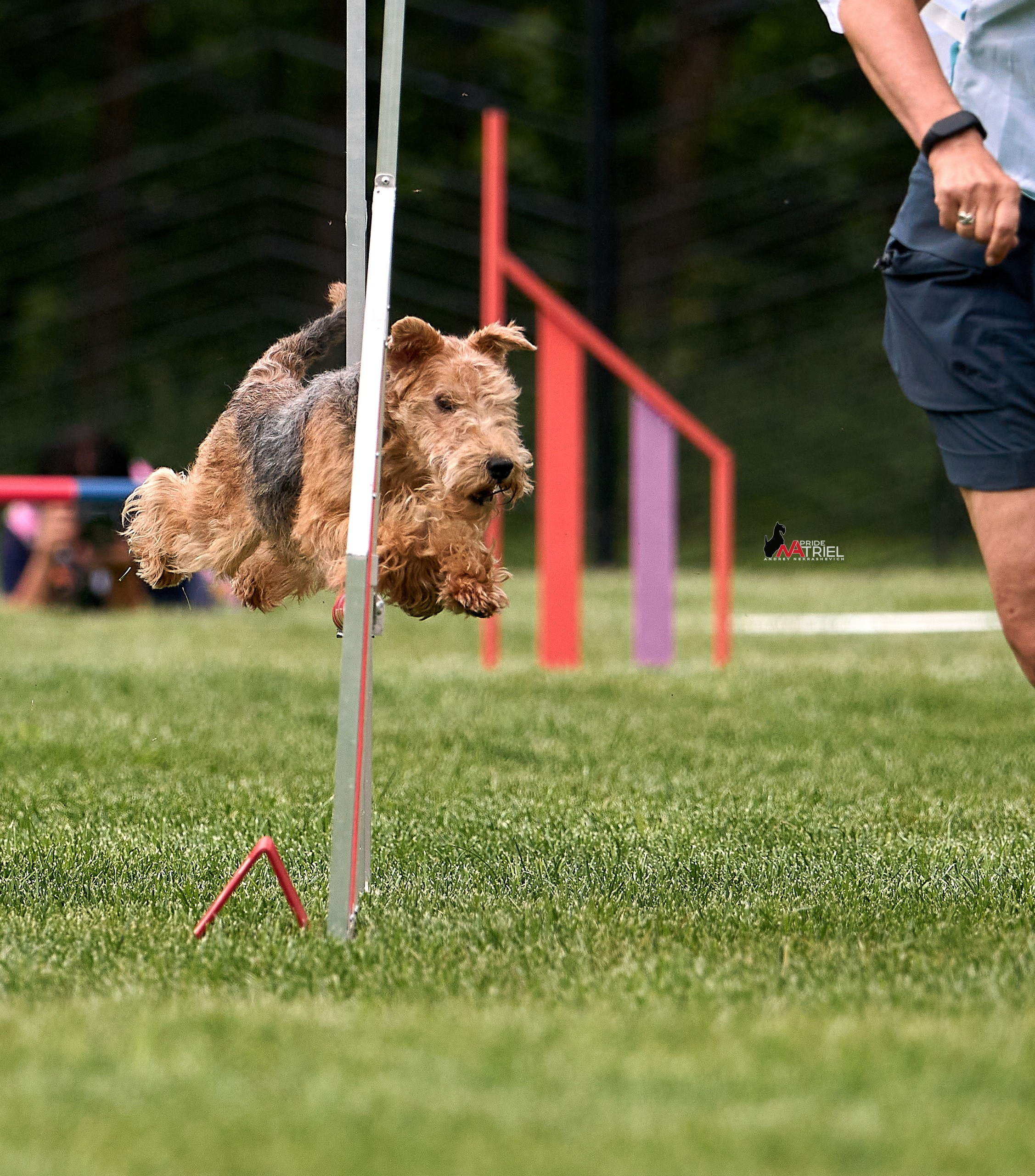 Аджилити — галерея NATRIEL