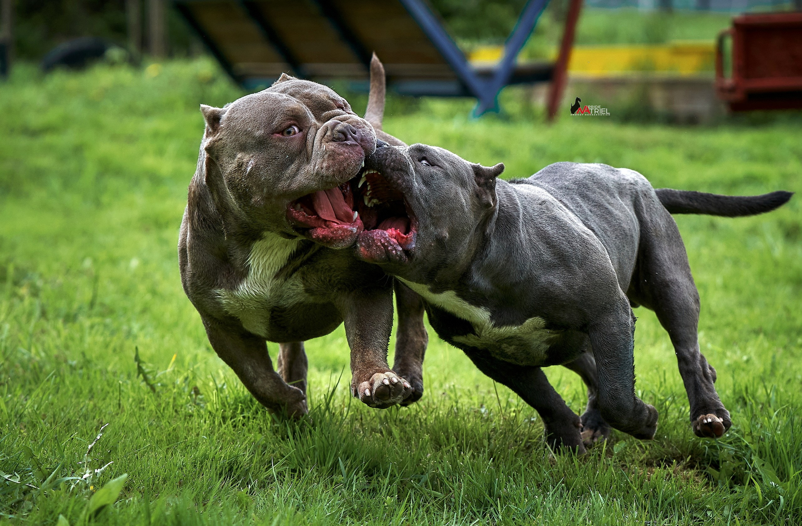 Прогулка в движении — галерея NATRIEL