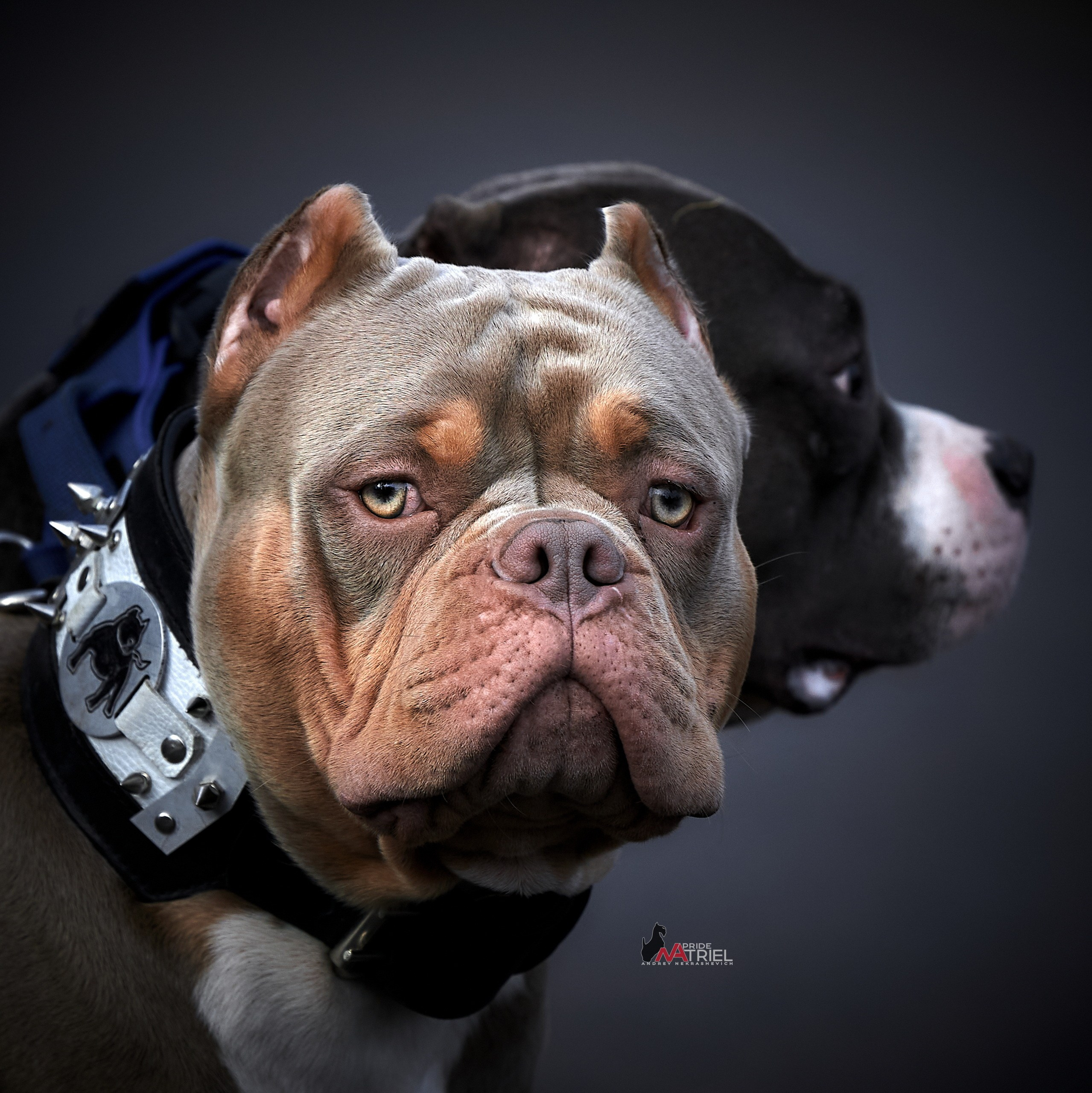 Портреты собак — галерея NATRIEL