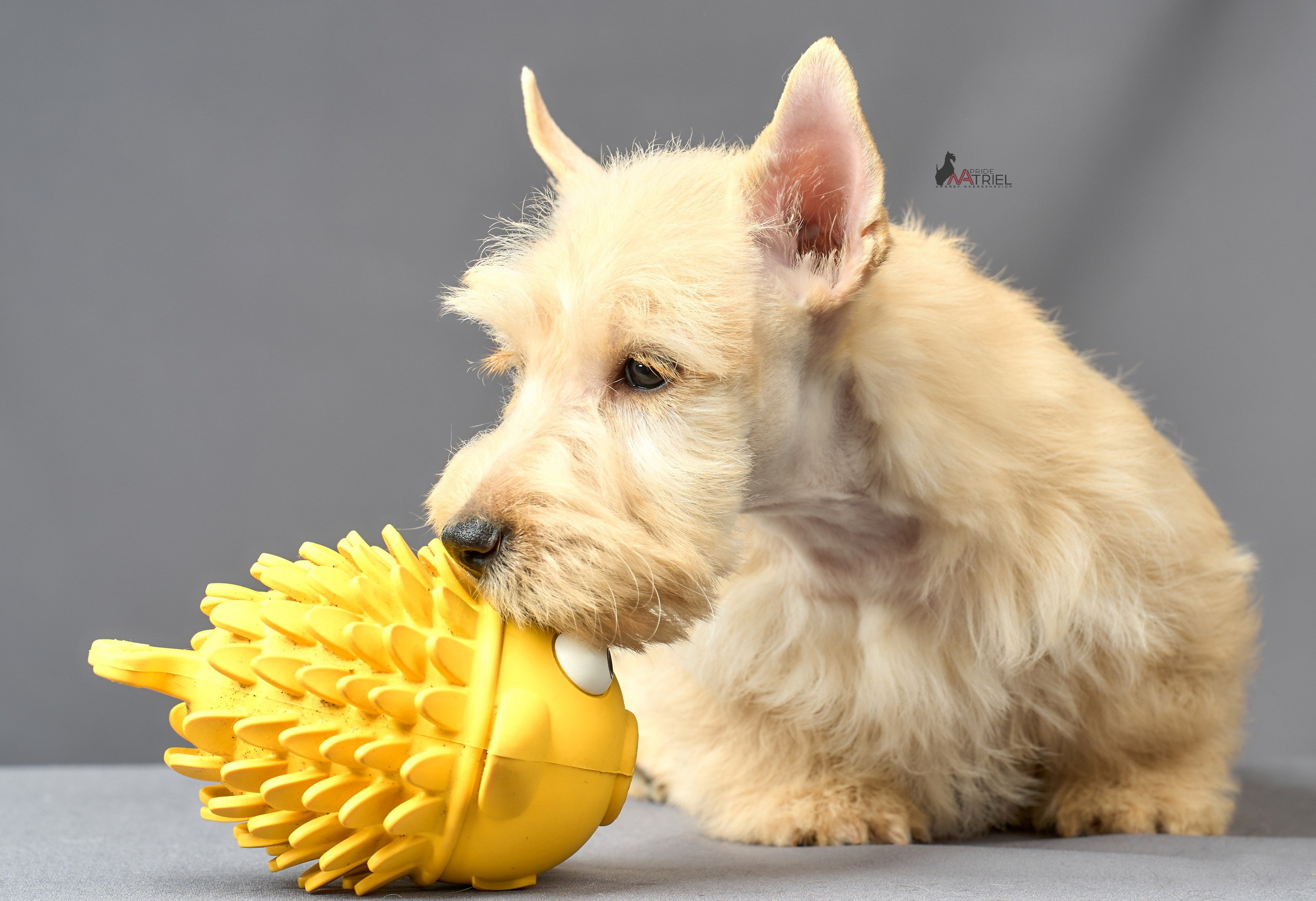 Съемка щенков скотч-терьеров