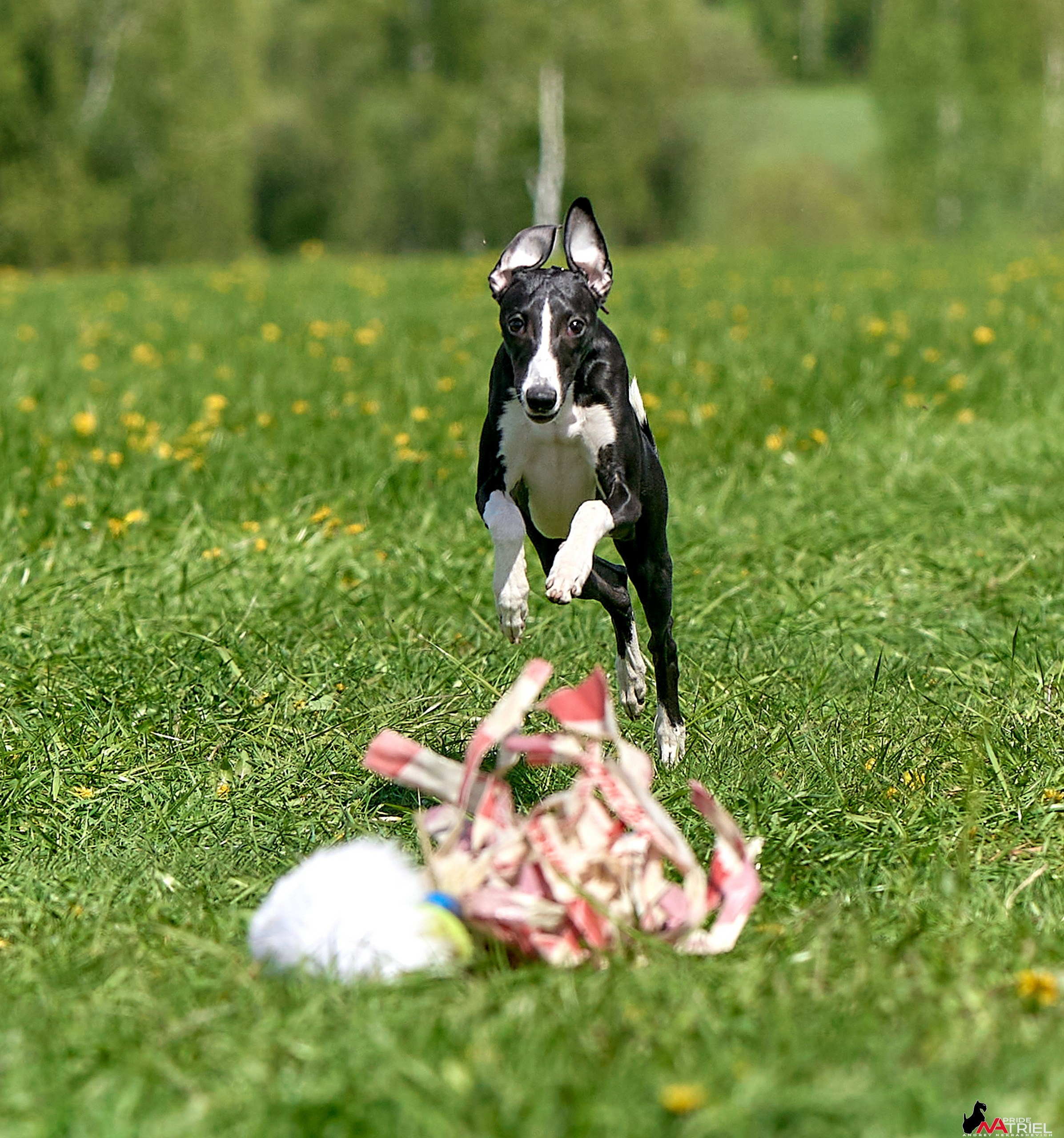 Съемка курсинг — галерея NATRIEL