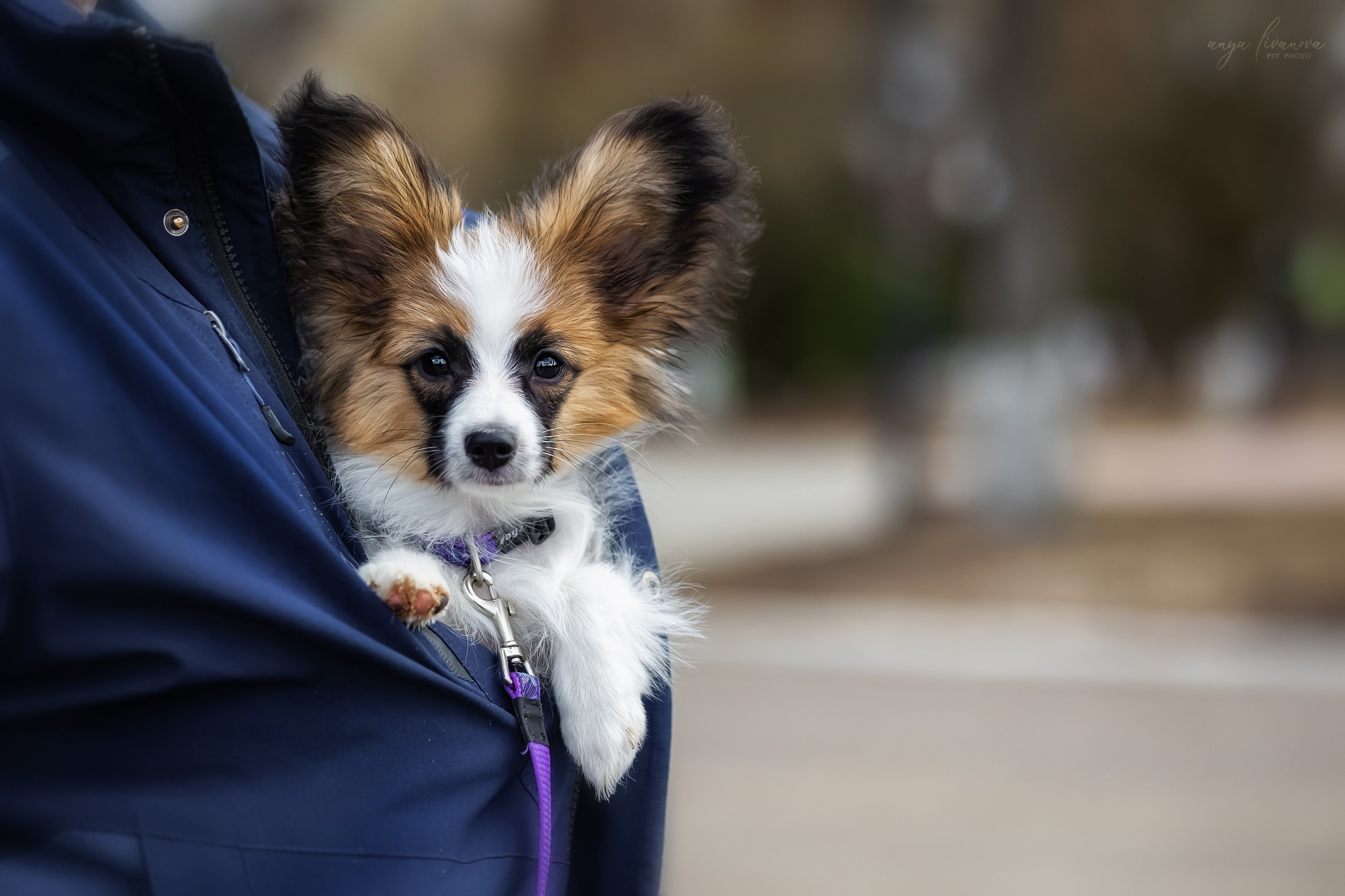 Хьюстон. Фотограф анималист Аня Ливанова | Рыбинск