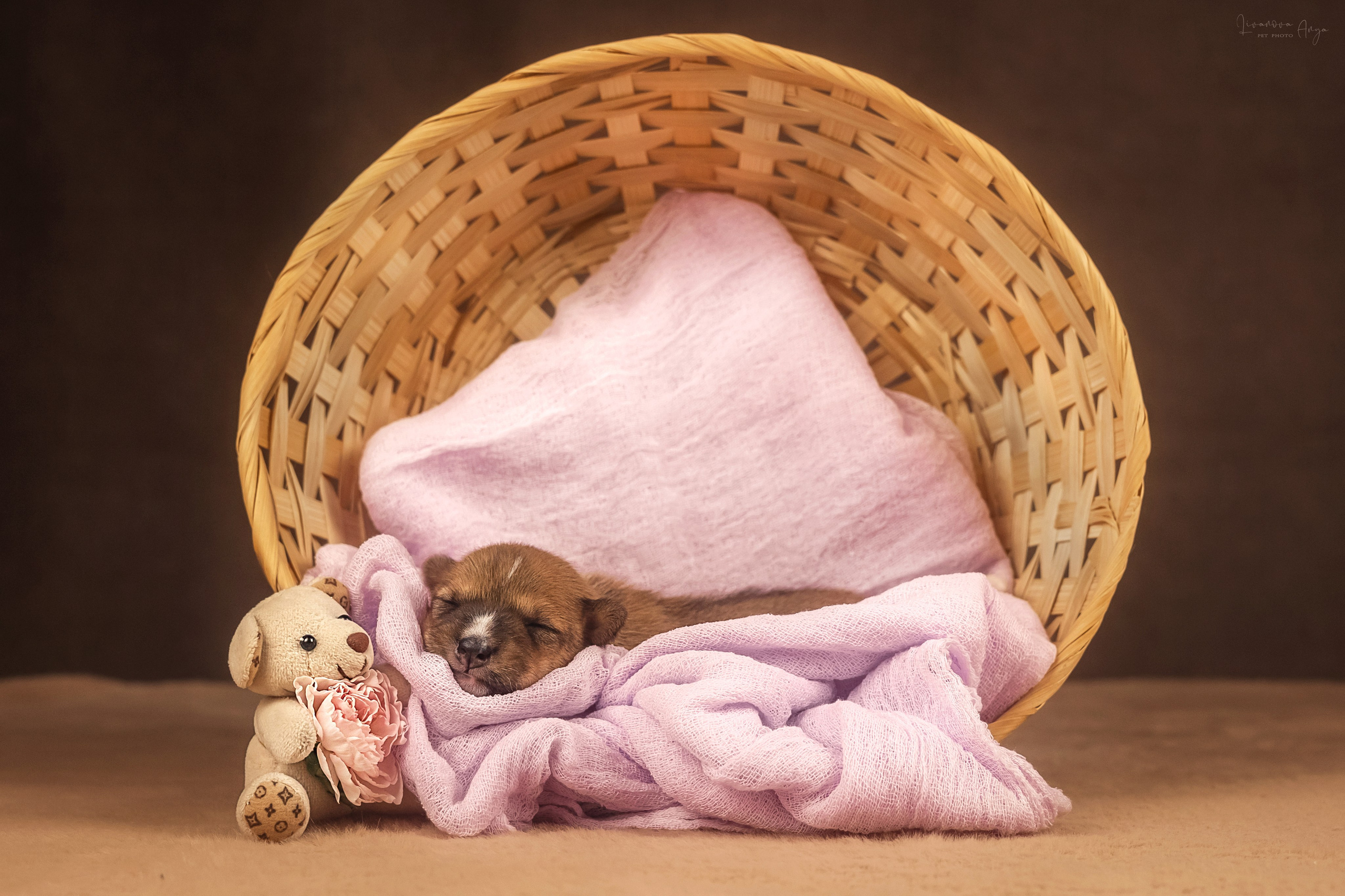 Басеньки. Фотограф анималист Аня Ливанова | Рыбинск