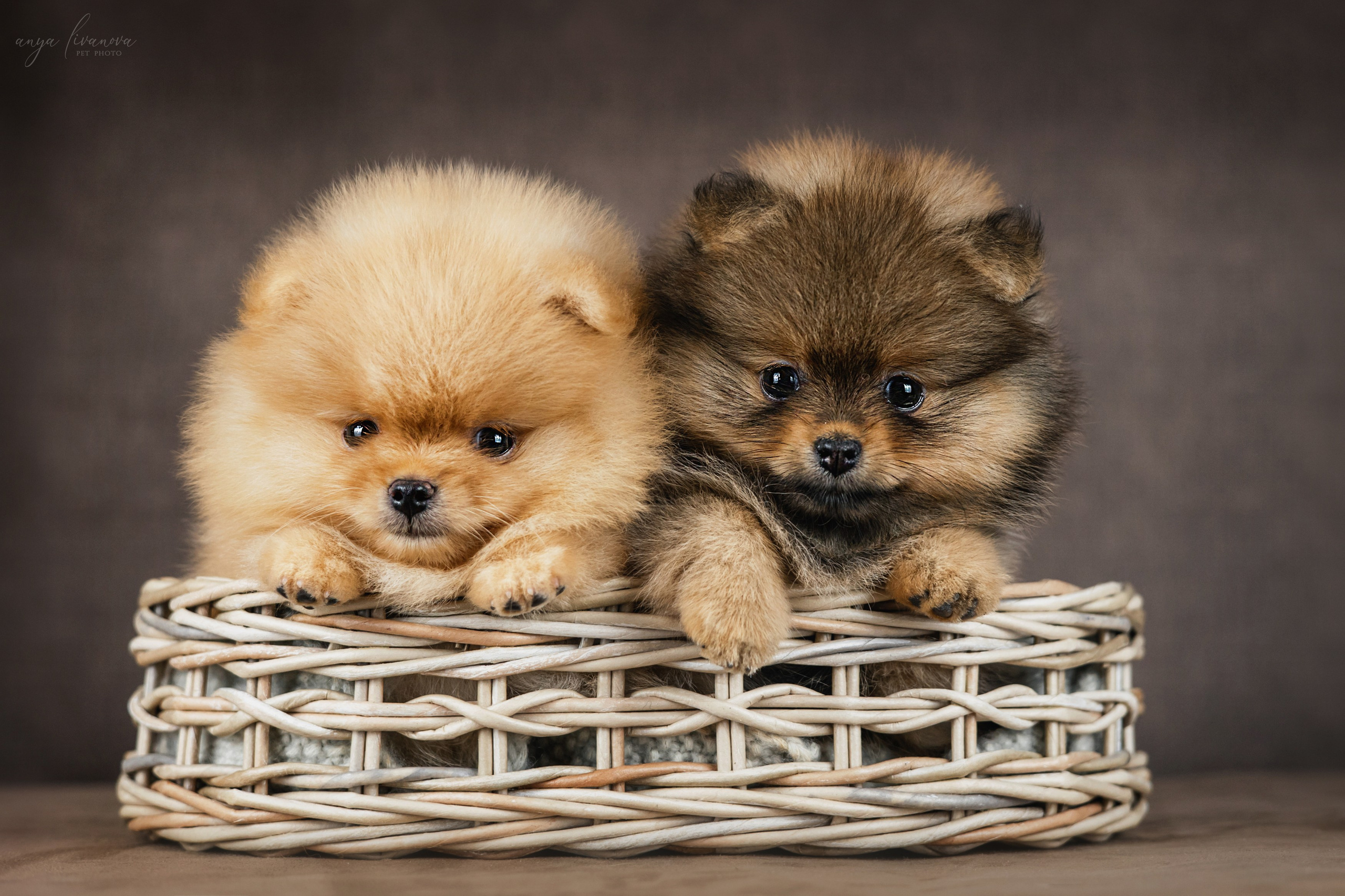 Шпицули. Фотограф анималист Аня Ливанова | Рыбинск