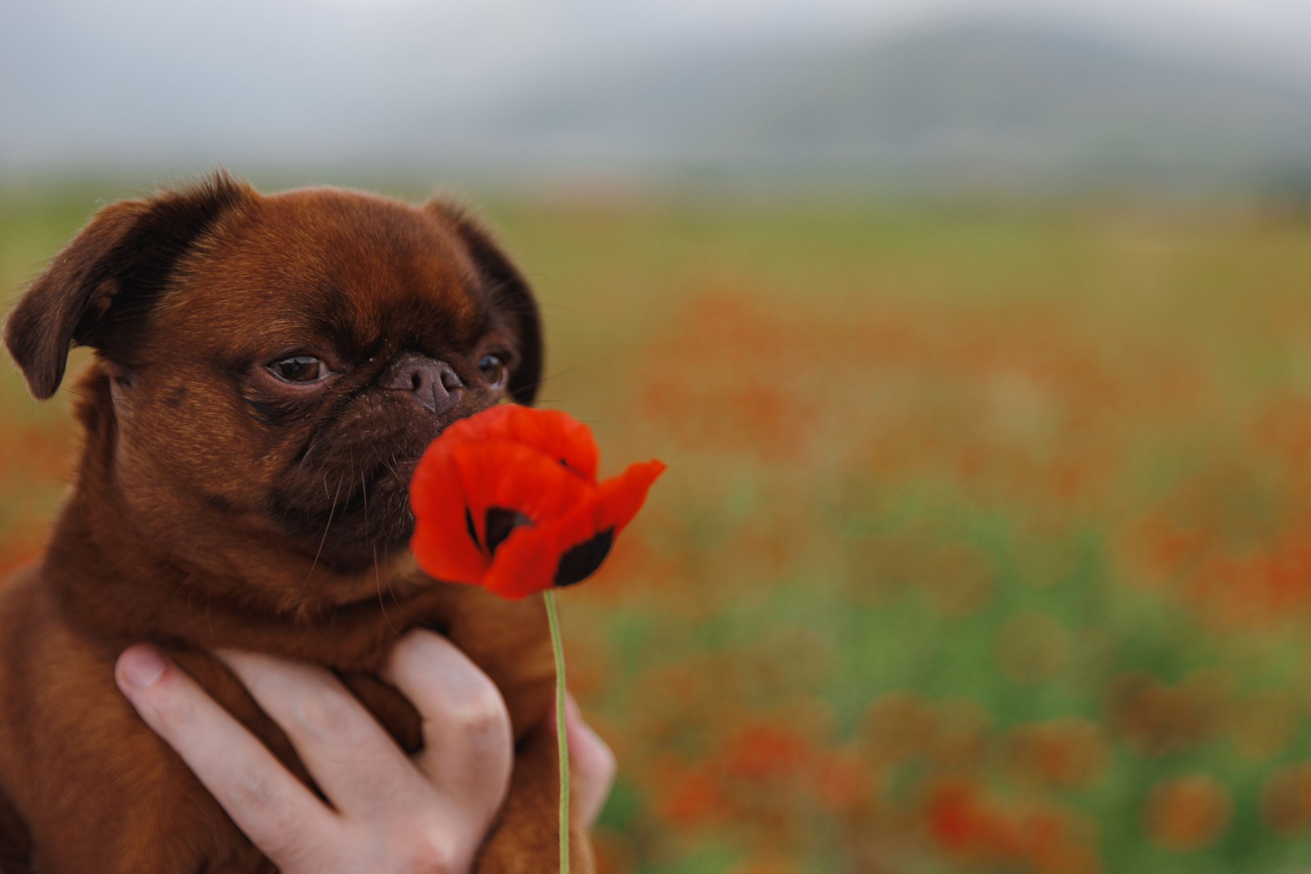 Miroslava&Ilia in Kaheti. Wedding photographer in St. Petersburg, Europe and Israel Anna Agafon