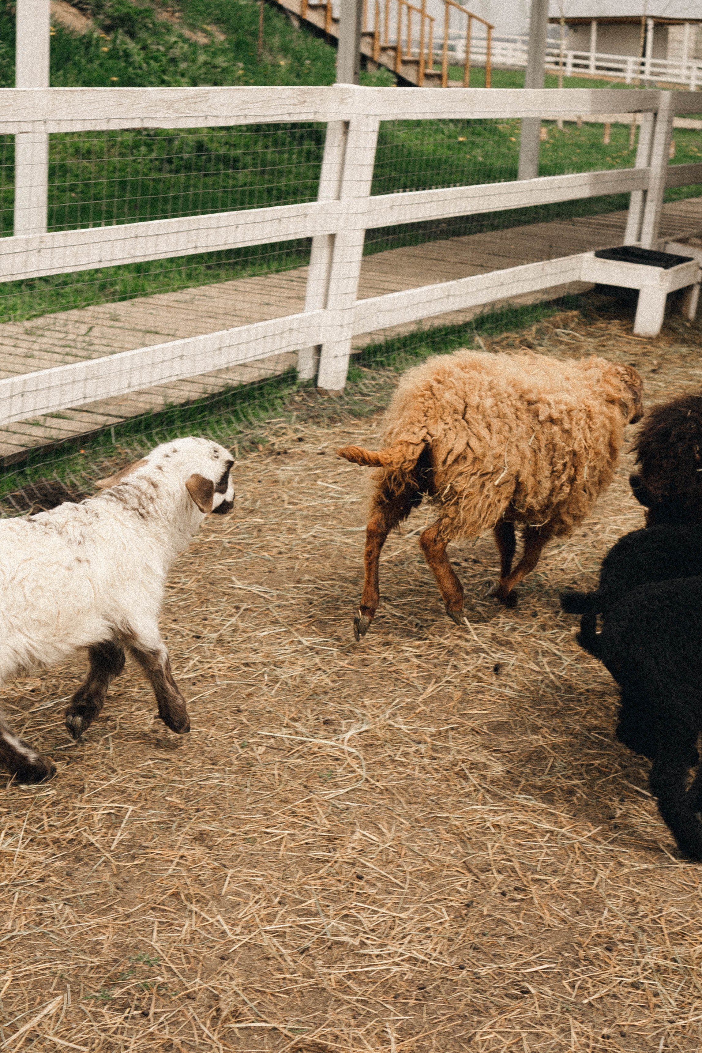 Ферма Альпак. Профессиональный фотограф, Санкт-Петербург — Виктория Богомолова