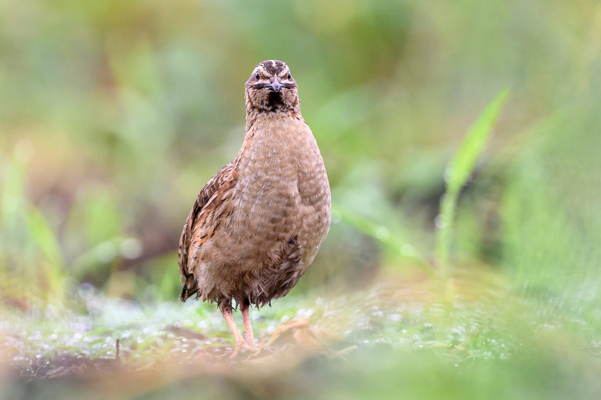 Перепела, часть III. Wildlife photography by Sergey Puponin