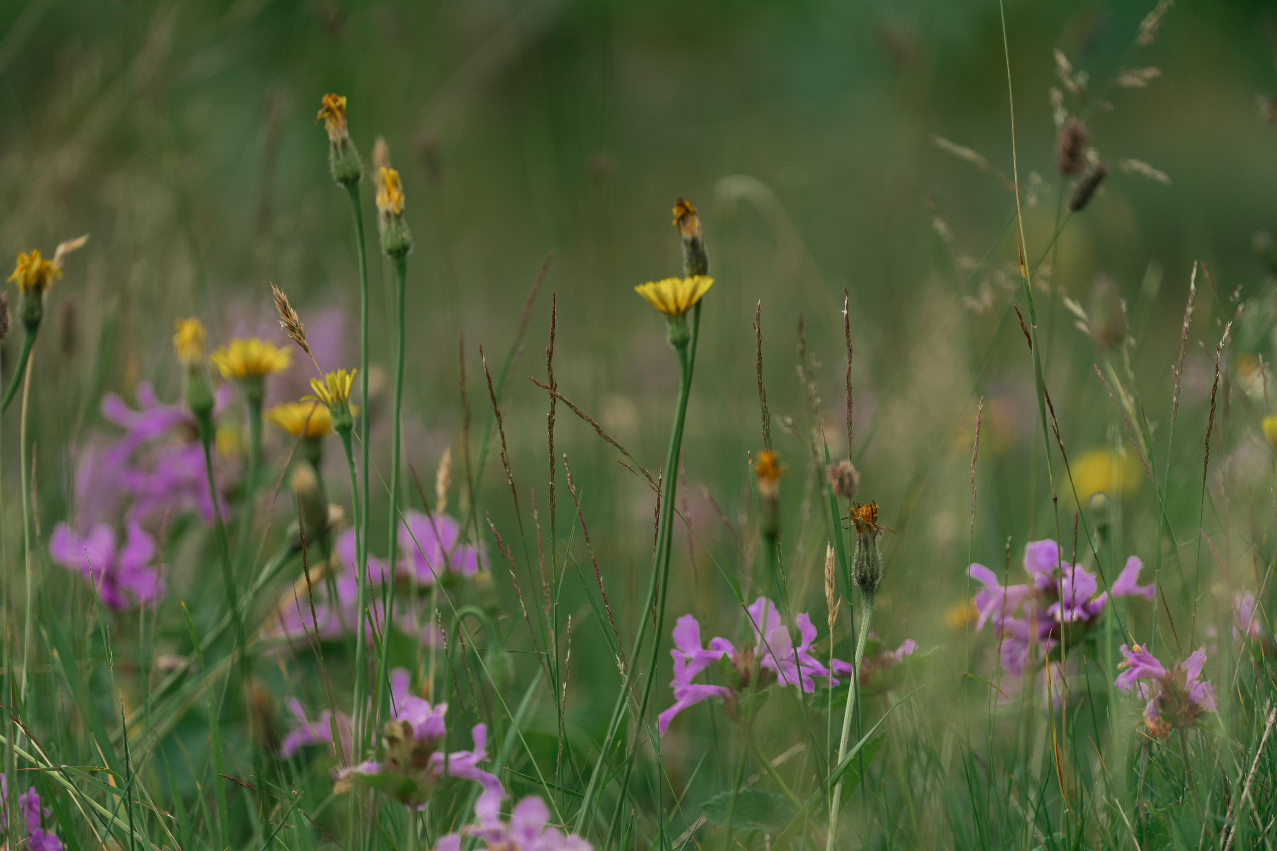 Психологический тренинг на озере Зеркальное. Репортажный фотограф в Красной Поляне и Сочи Павлюченко Екатерина