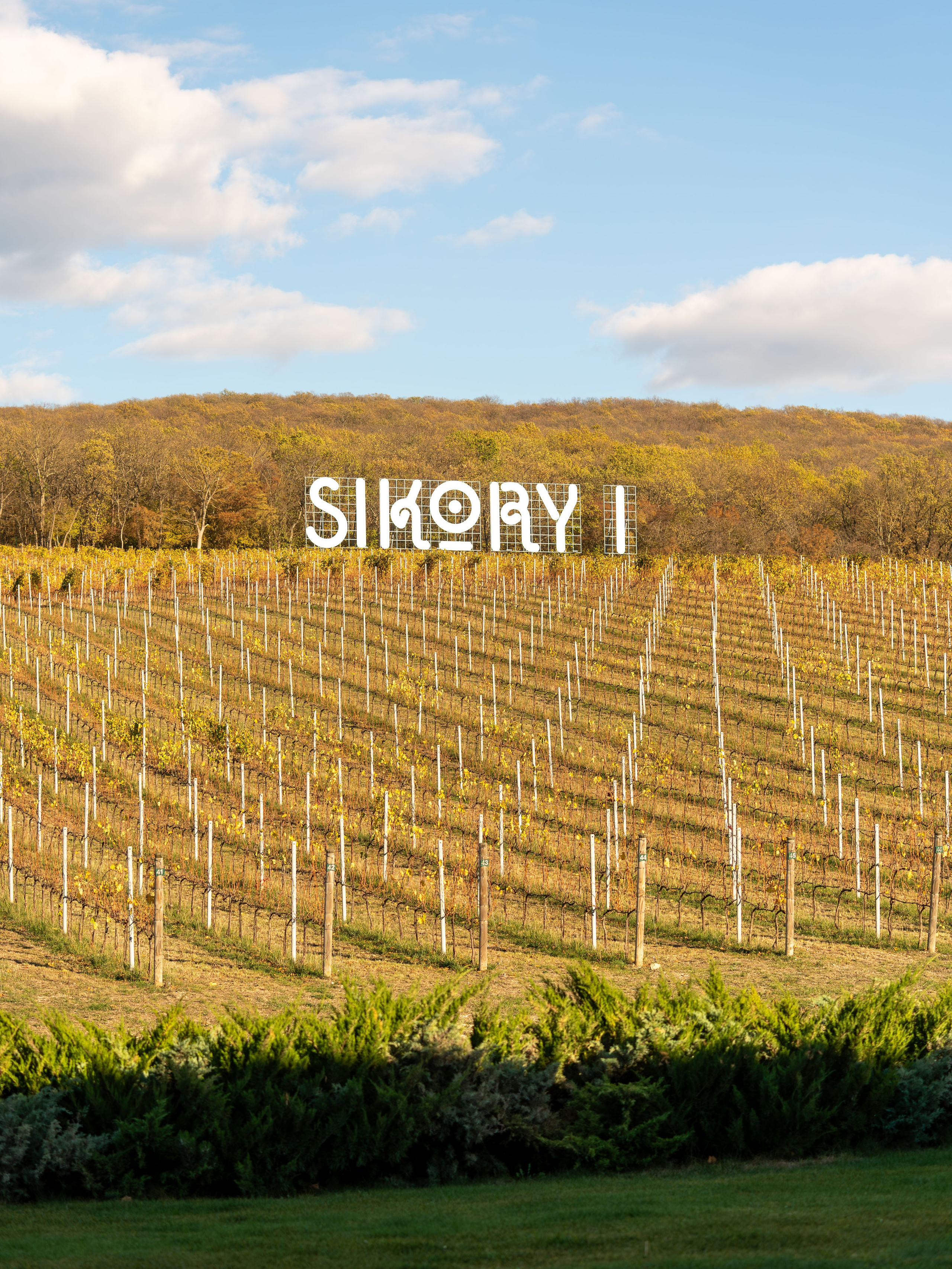 Литературная мастерская с Ольгой Шутовой в «Винотеррии». Репортажный фотограф в Красной Поляне и Сочи Павлюченко Екатерина