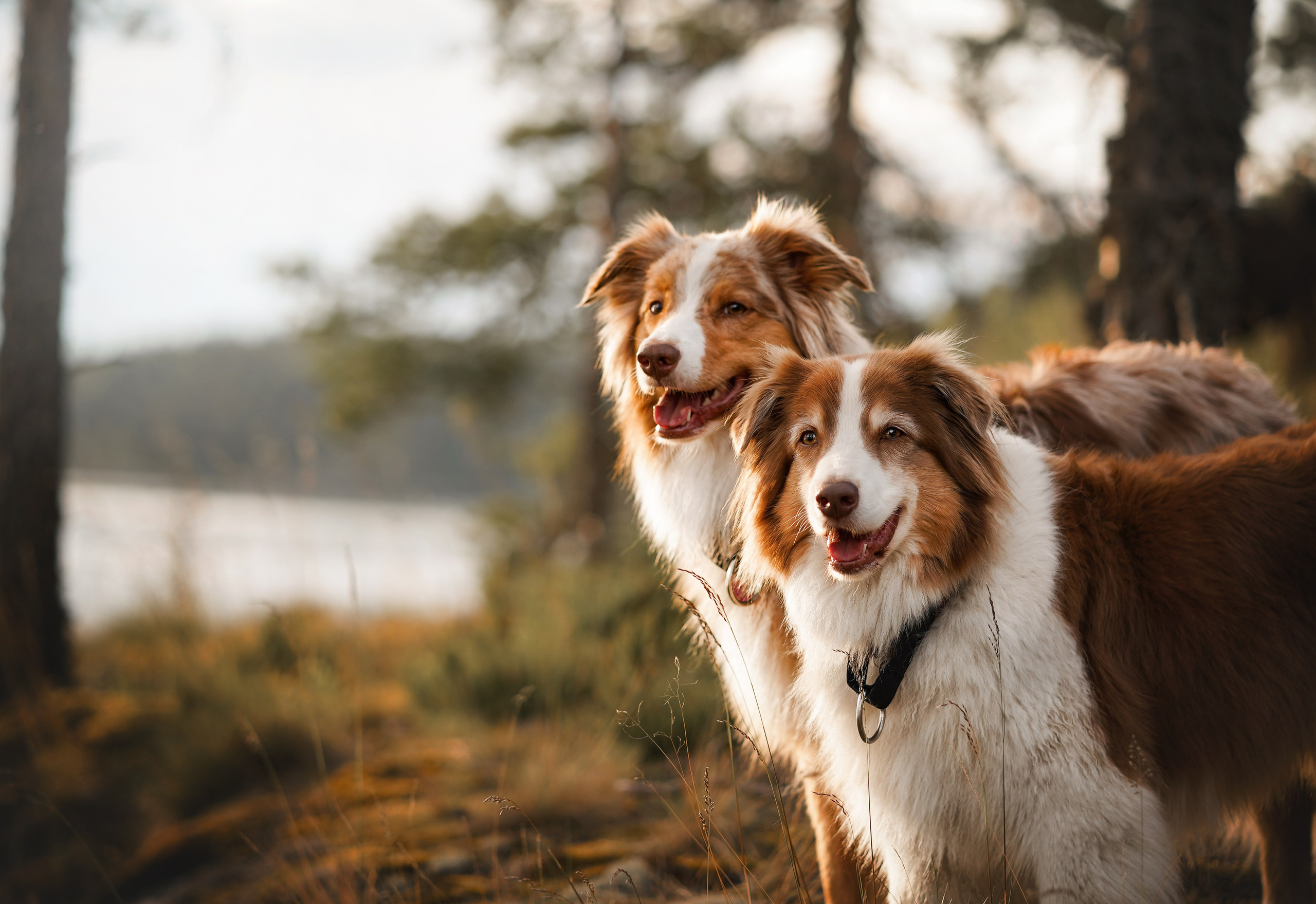 Карелия. Фотограф-анималист в Санкт-Петербурге Яна Мартынова
