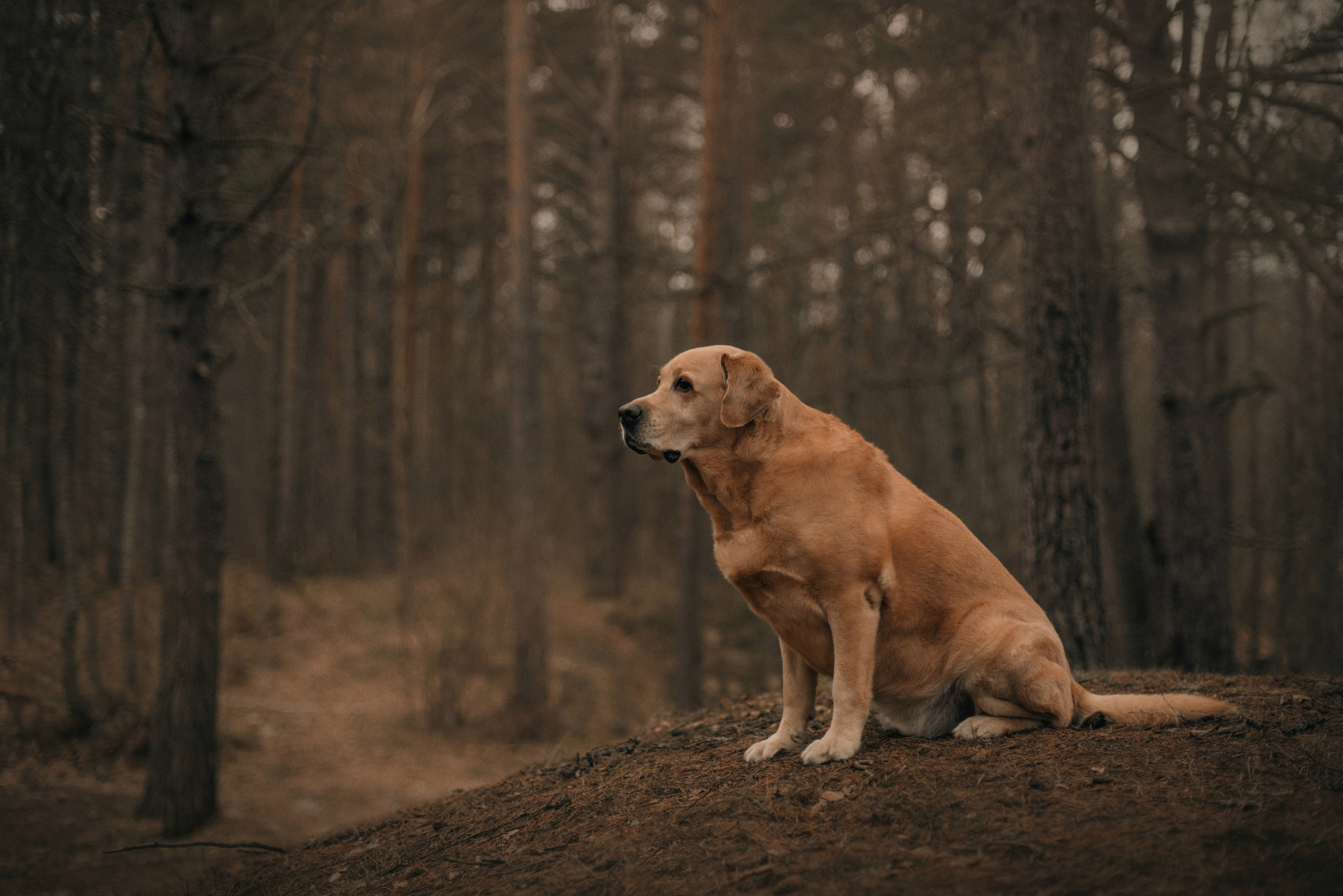 Прогулка: берн Пума, Фрэнк и Юля в Питере. Портфолио