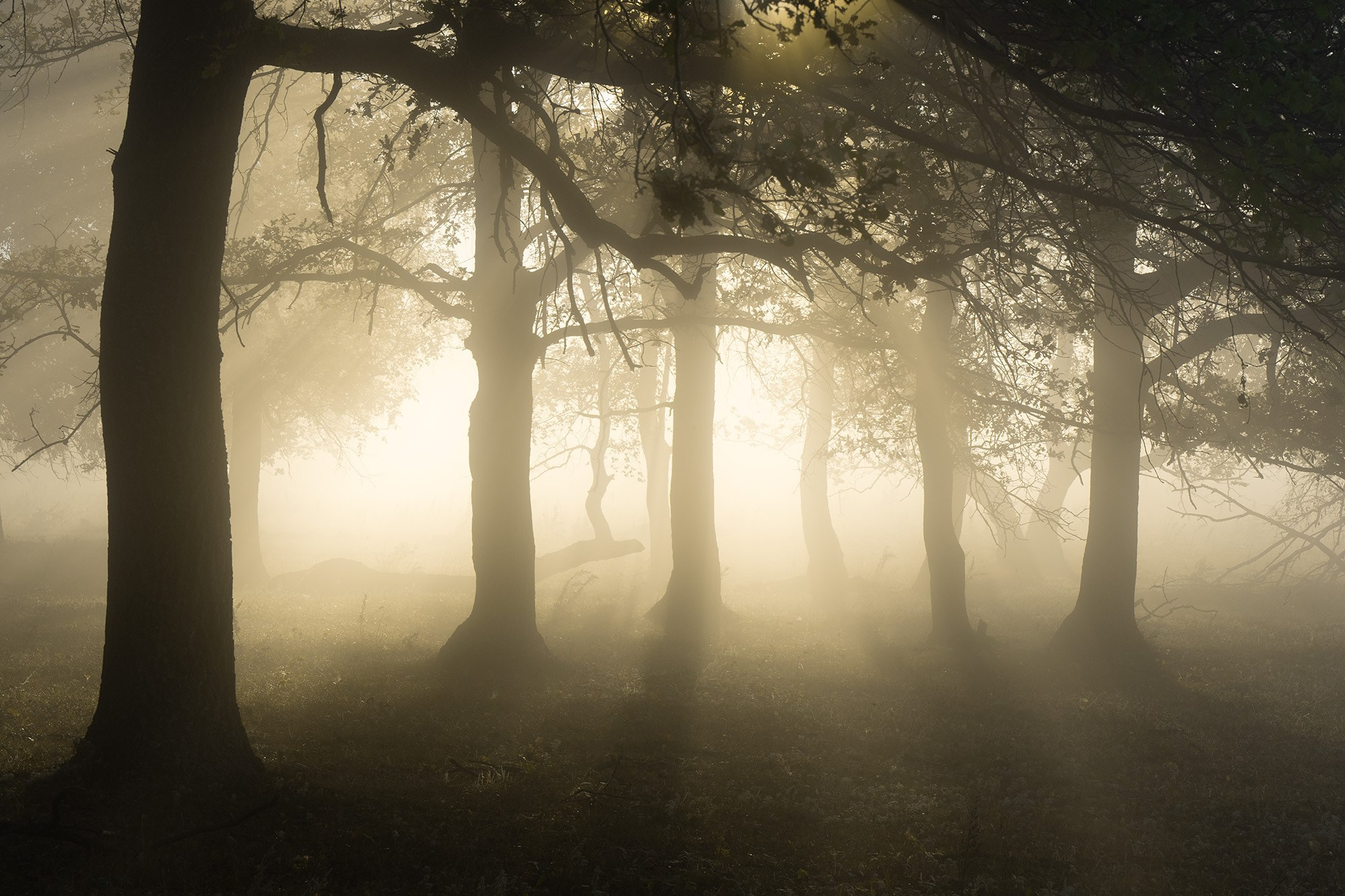 Лето, лес, деревья…. Пейзажный фотограф Руслан Лукманов