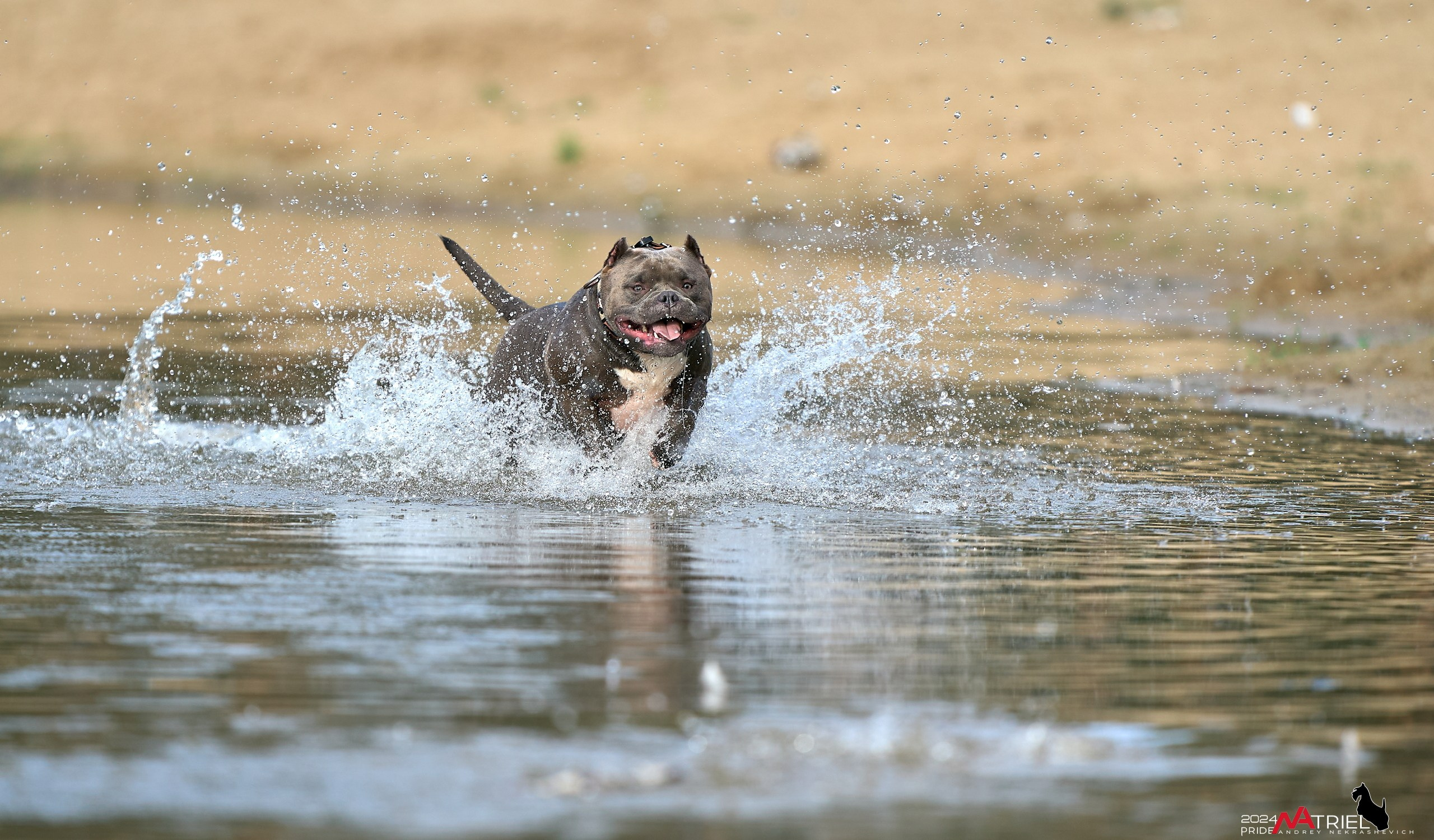 Фотопрогулка с булли