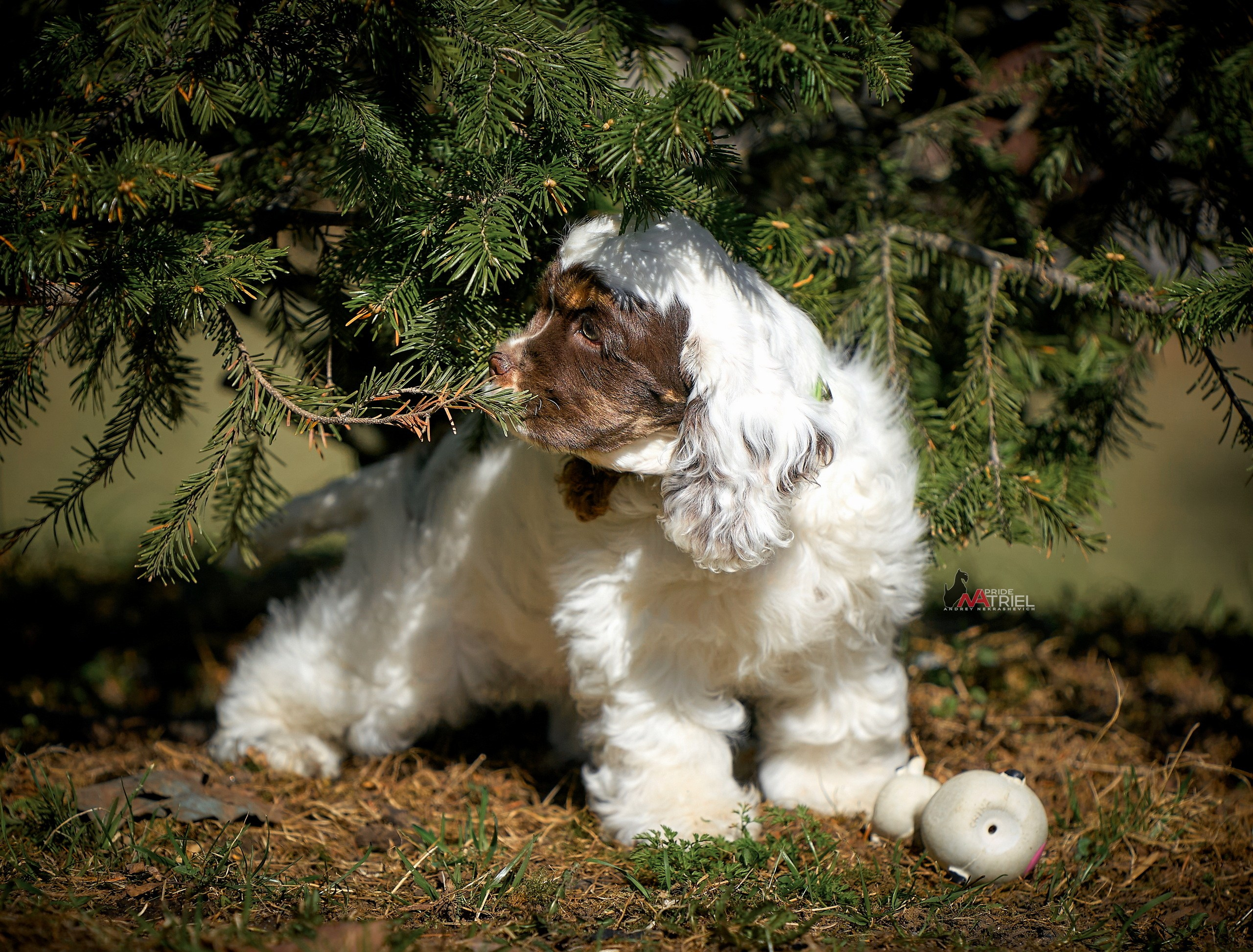 Прогулка со щенком