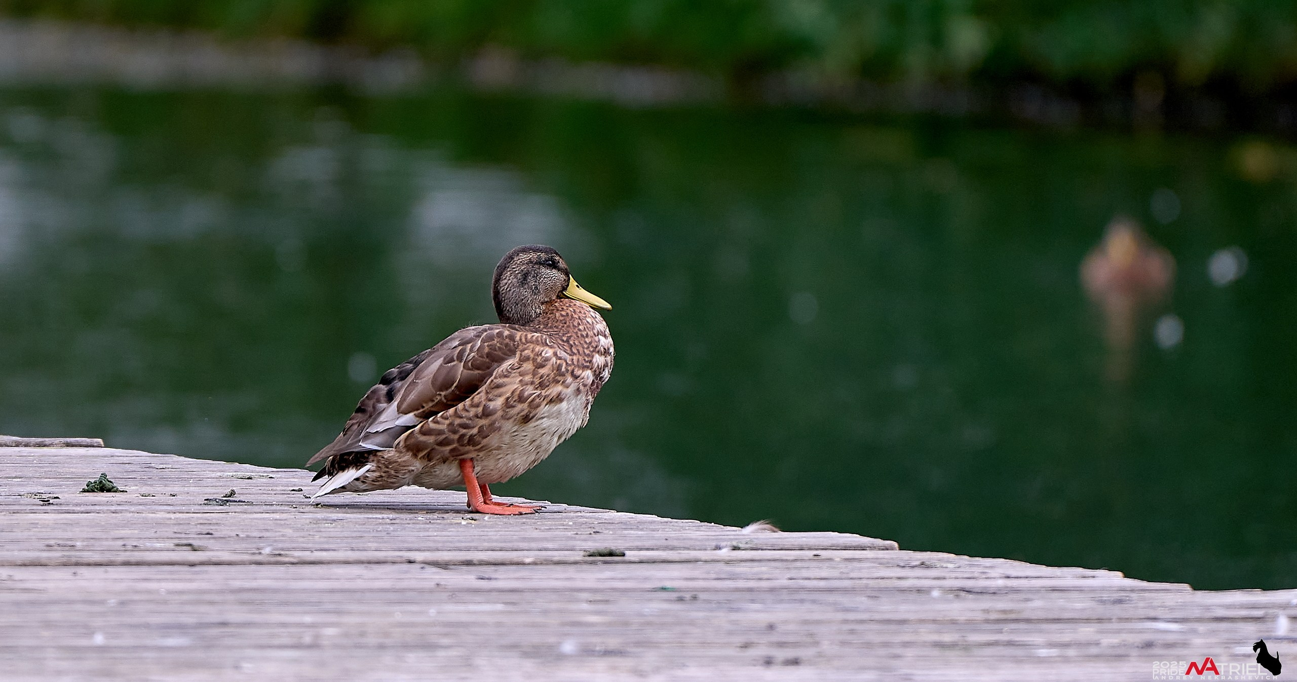 Утки на пруду