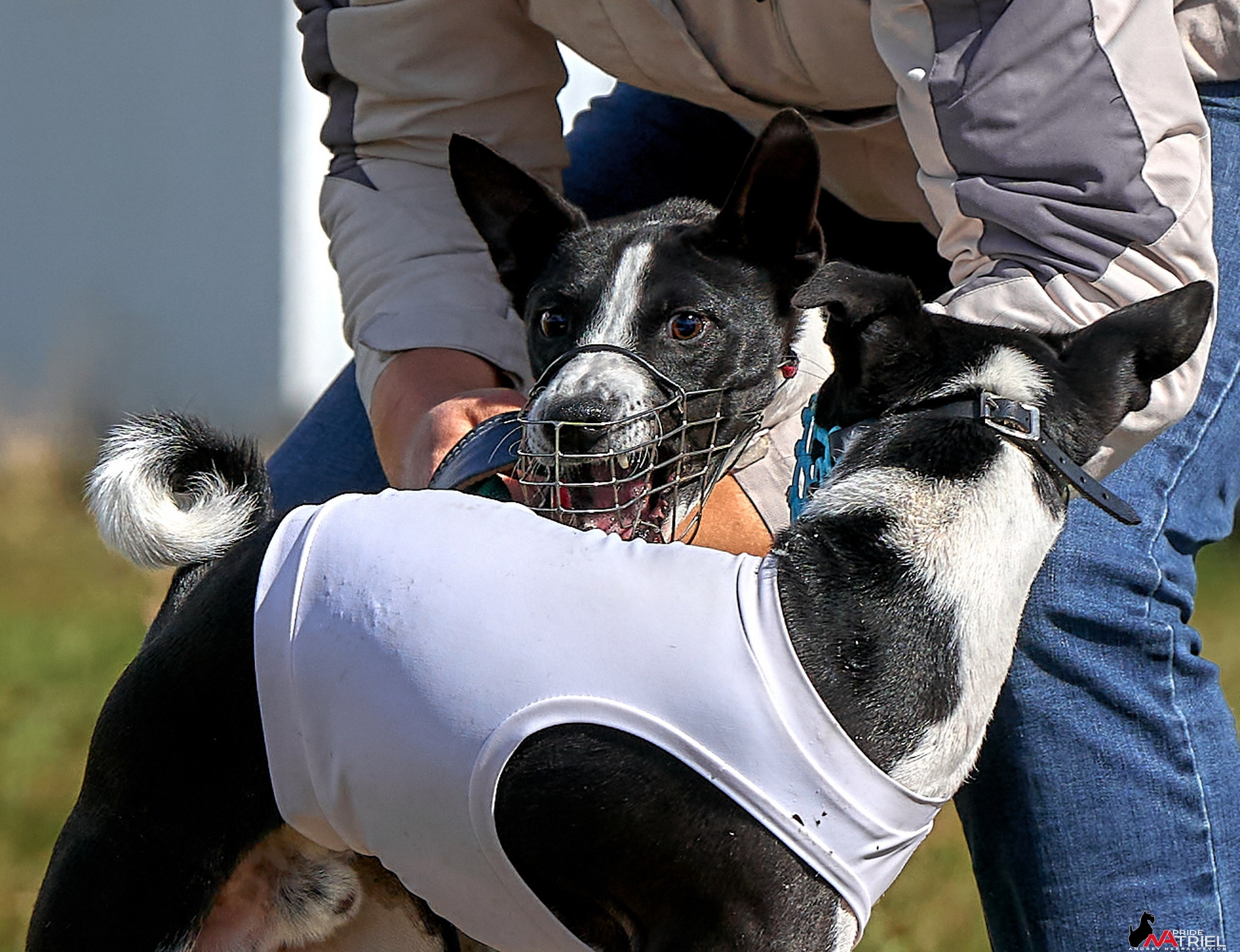 Съемка курсинг — галерея NATRIEL